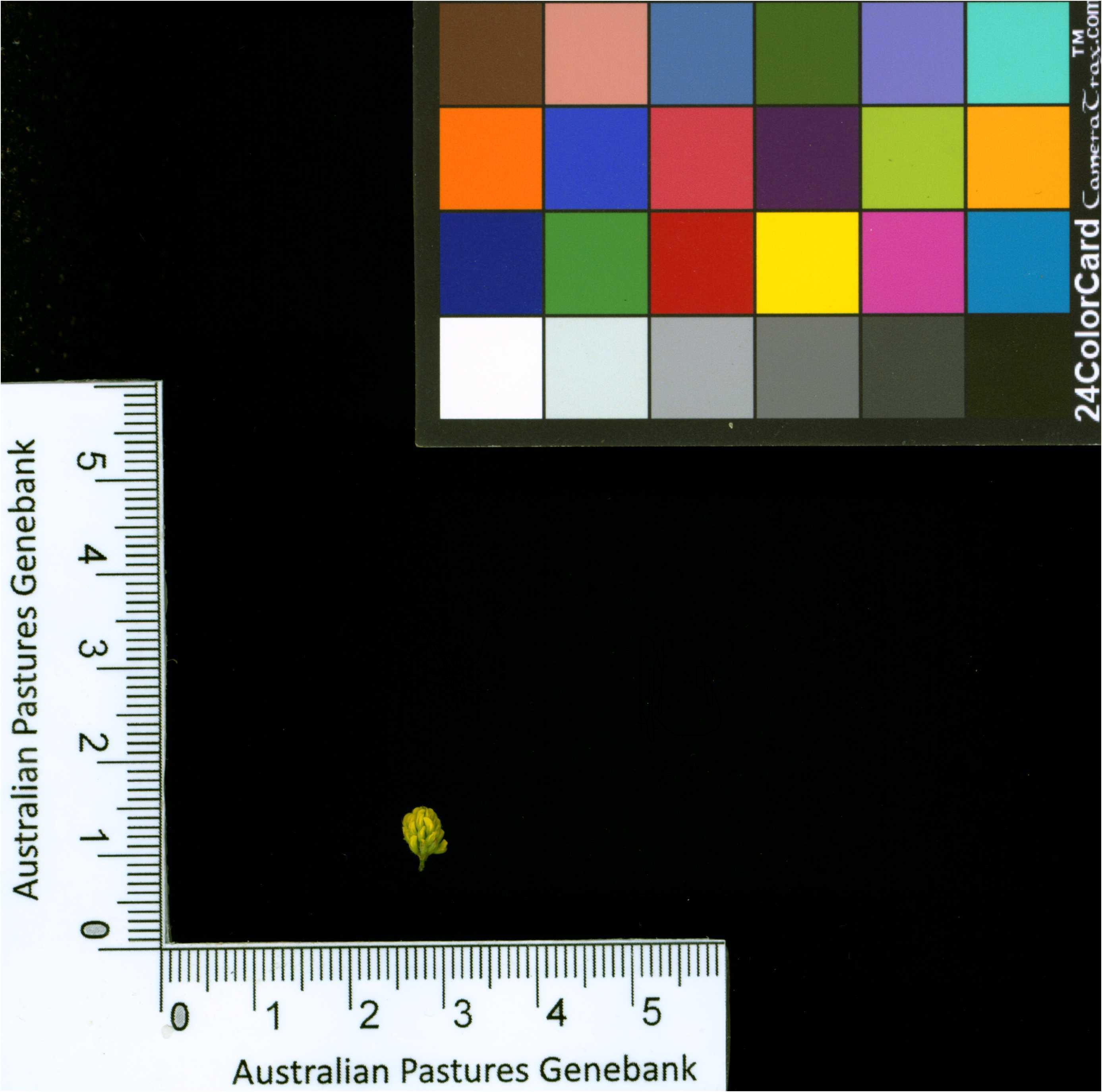 Click for 2 image(s) for this accession. Image