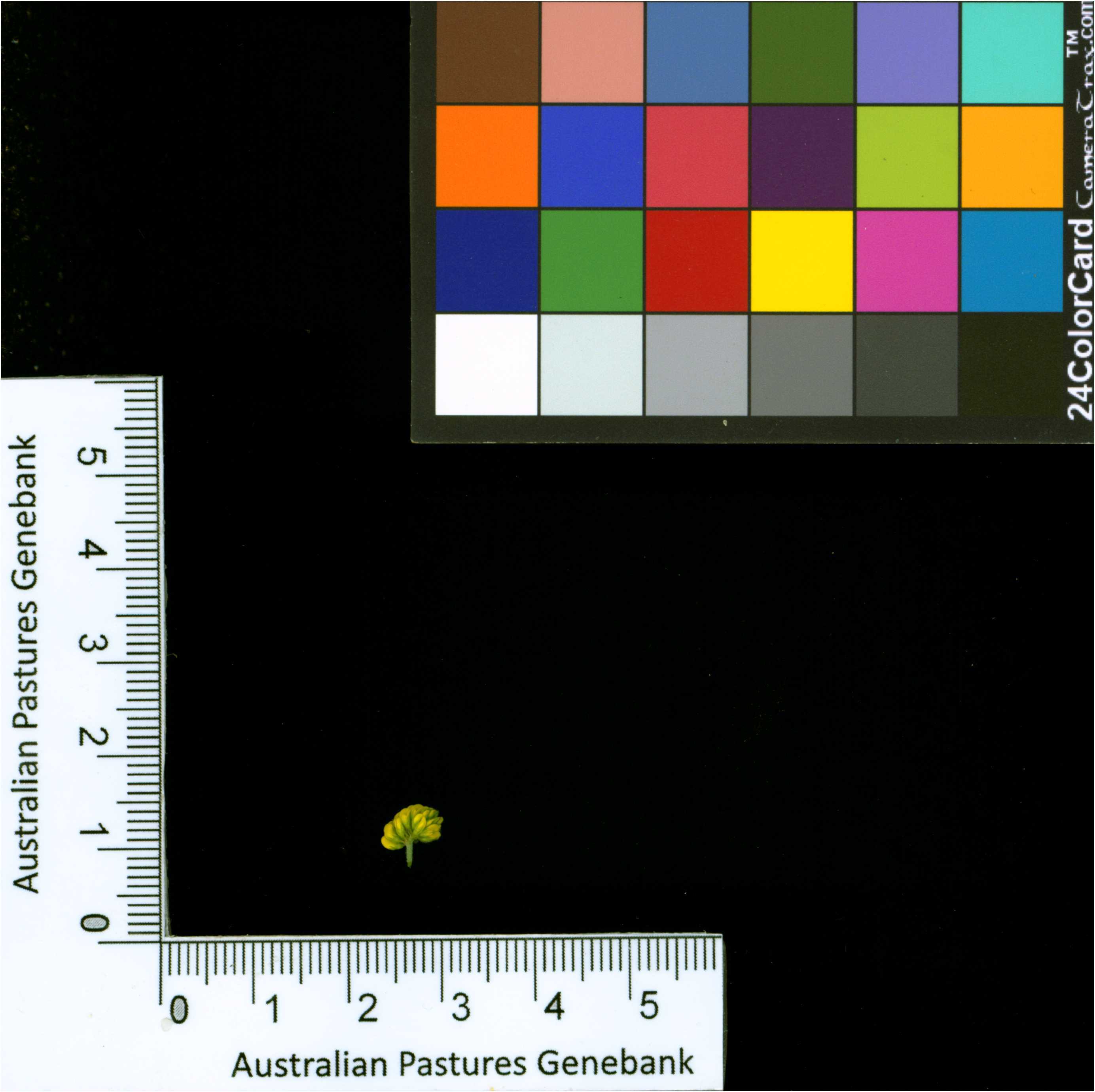 Click for 2 image(s) for this accession. Image
