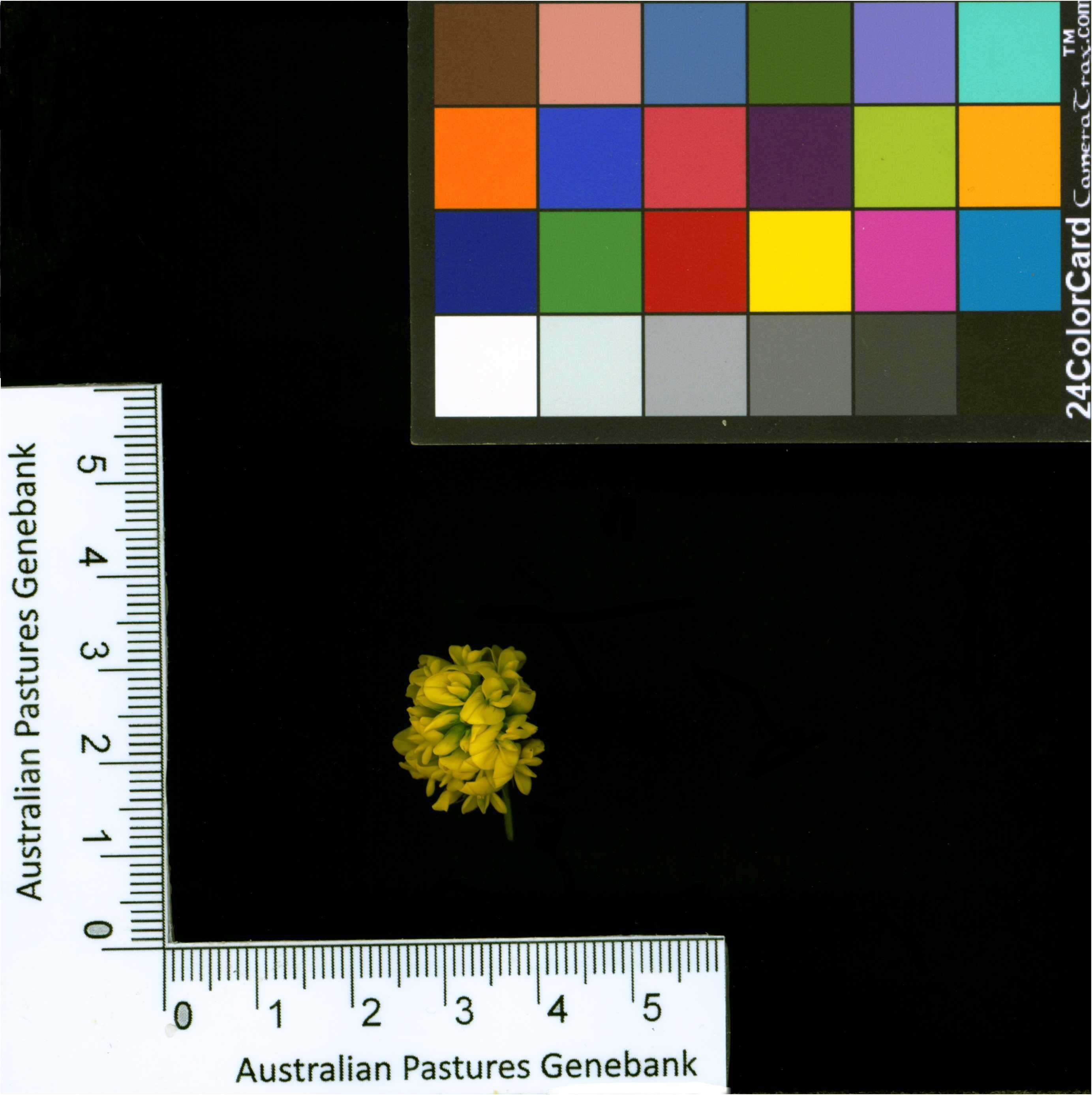 Click for 2 image(s) for this accession. Image