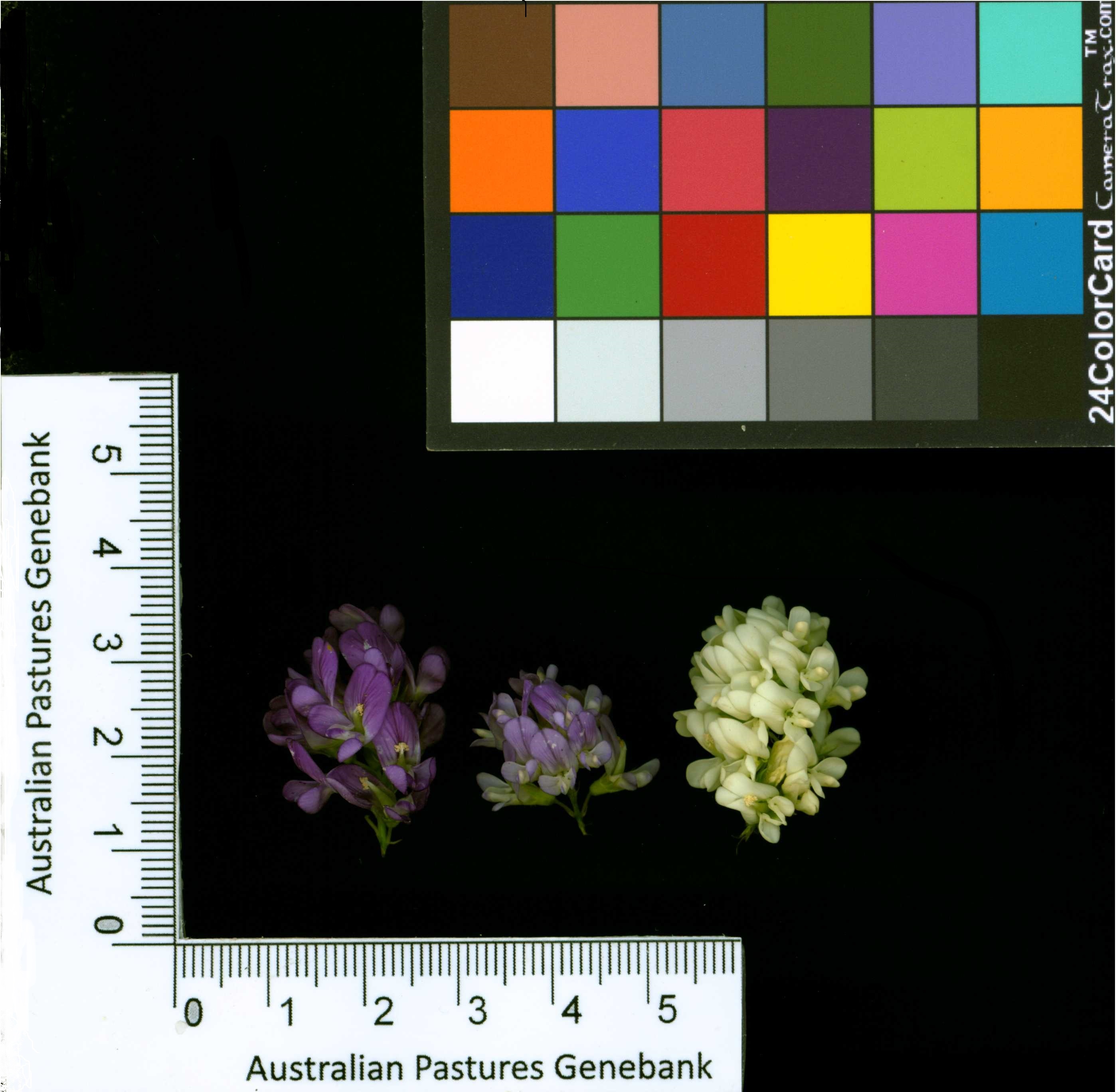Click for 2 image(s) for this accession. Image
