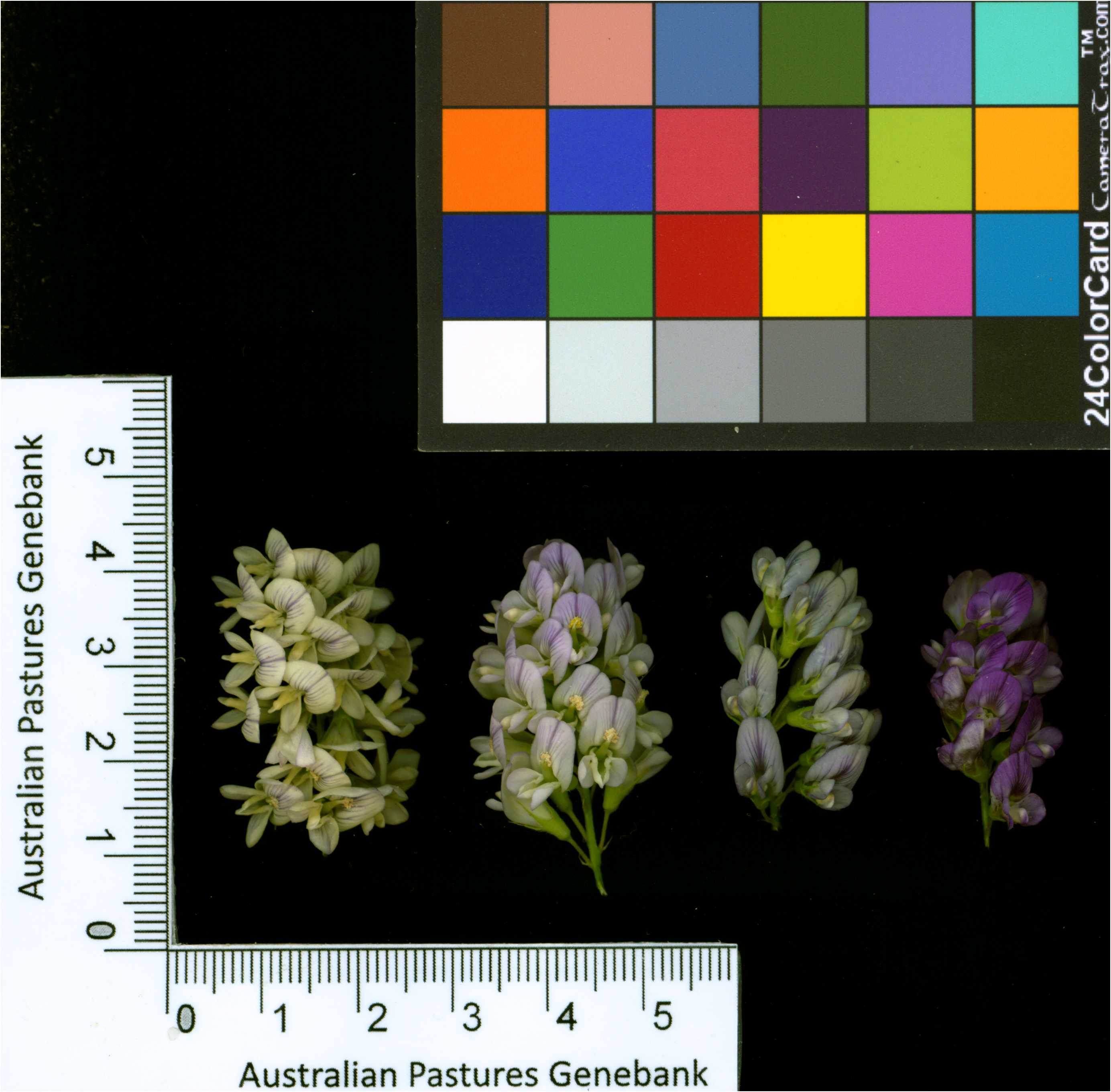 Click for 2 image(s) for this accession. Image