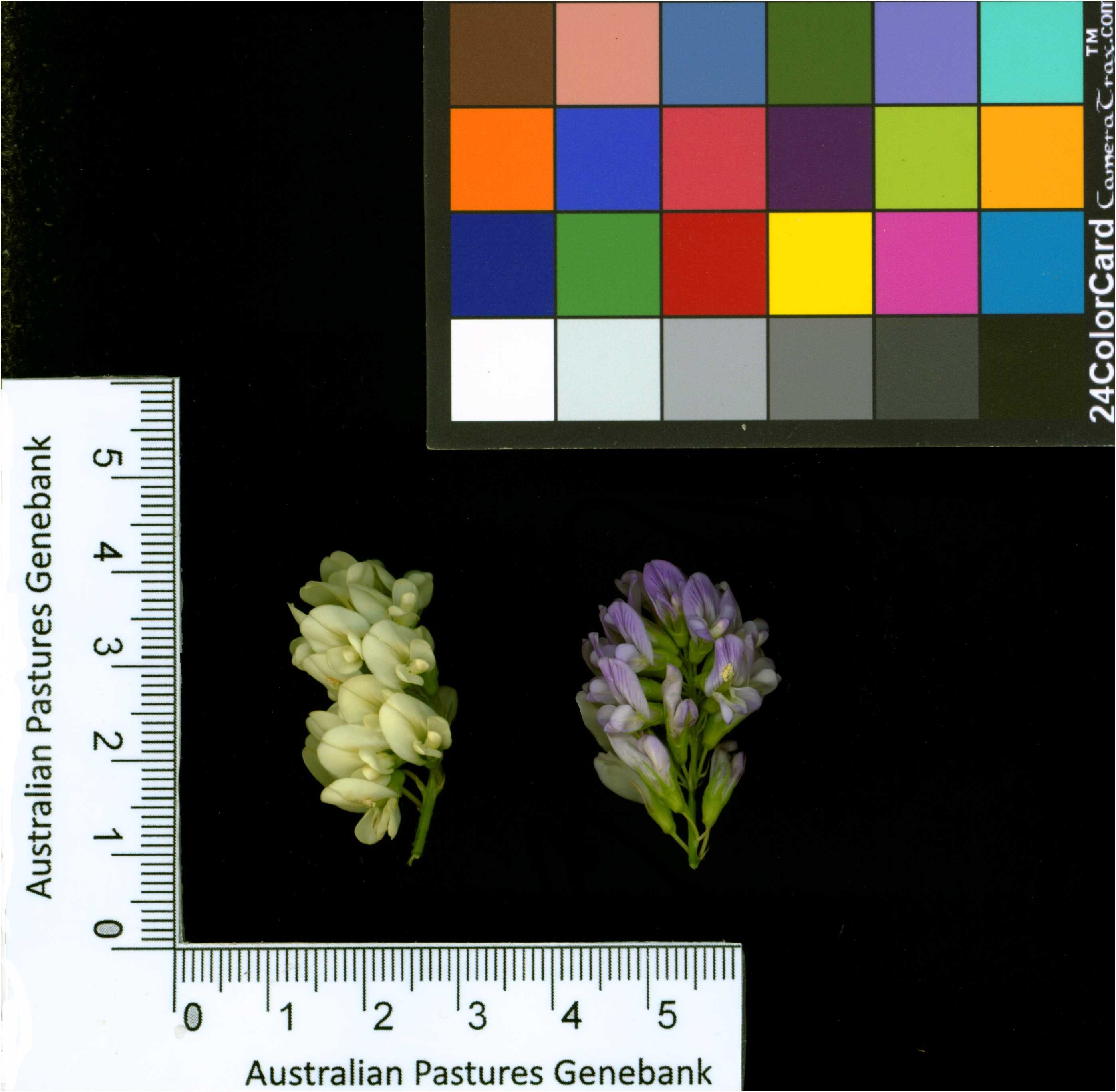 Click for 2 image(s) for this accession. Image