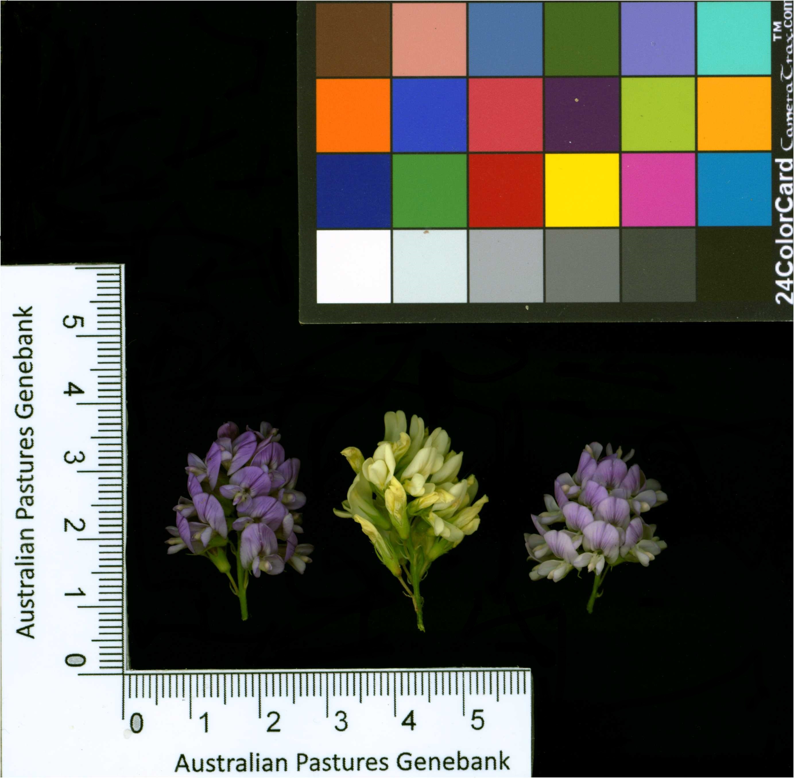 Click for 2 image(s) for this accession. Image