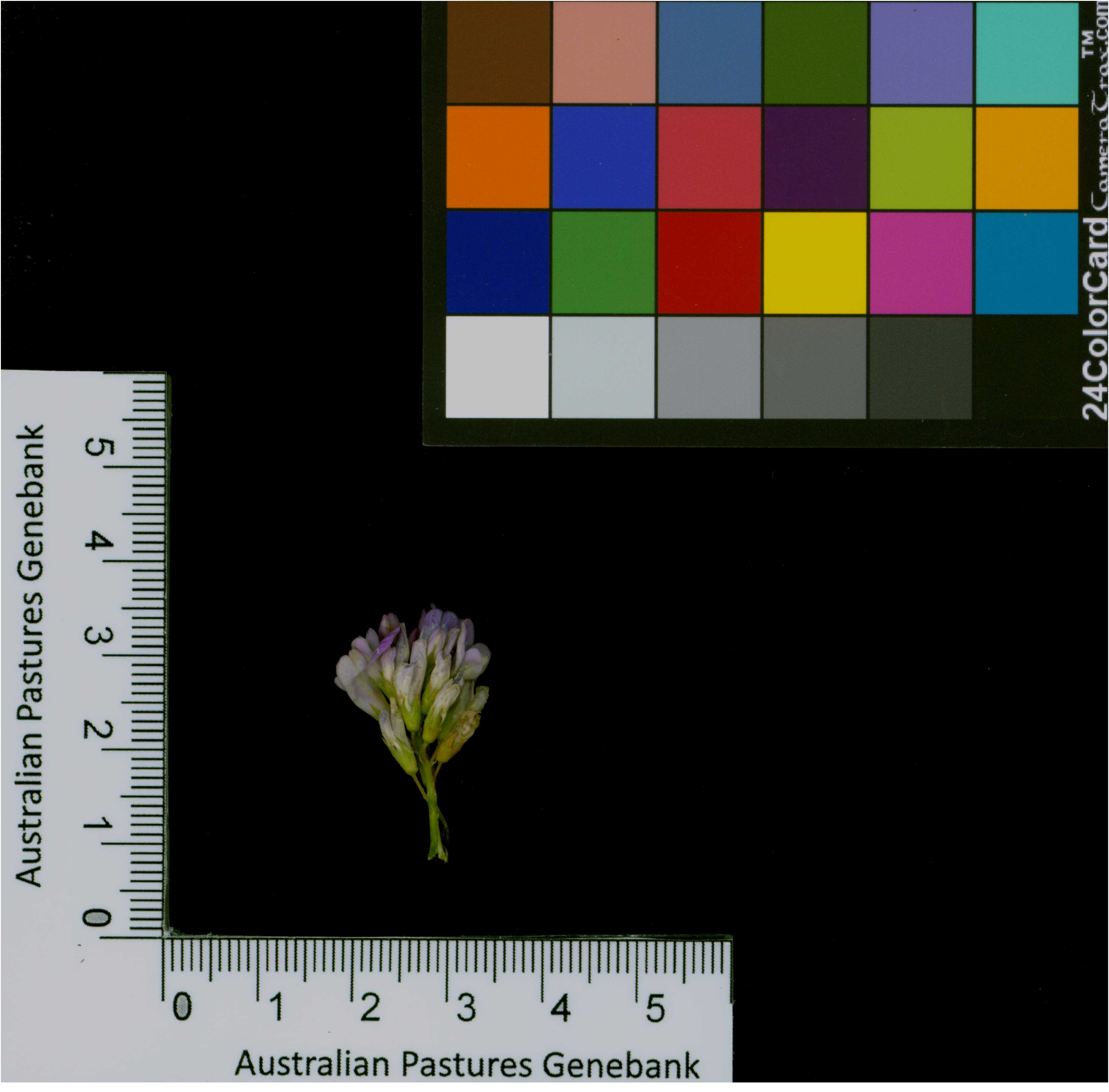 Click for 1 image(s) for this accession. Image