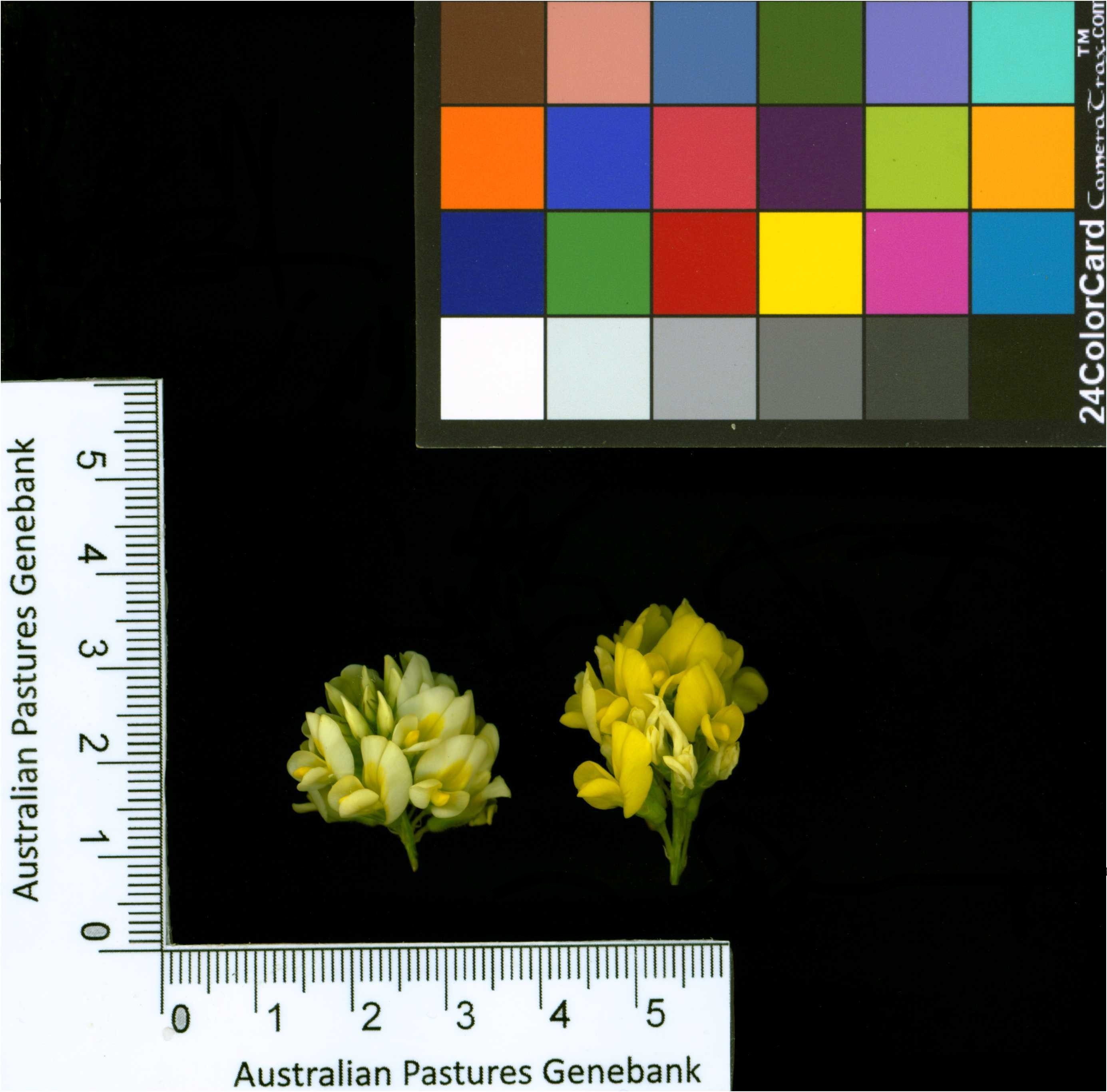 Click for 2 image(s) for this accession. Image