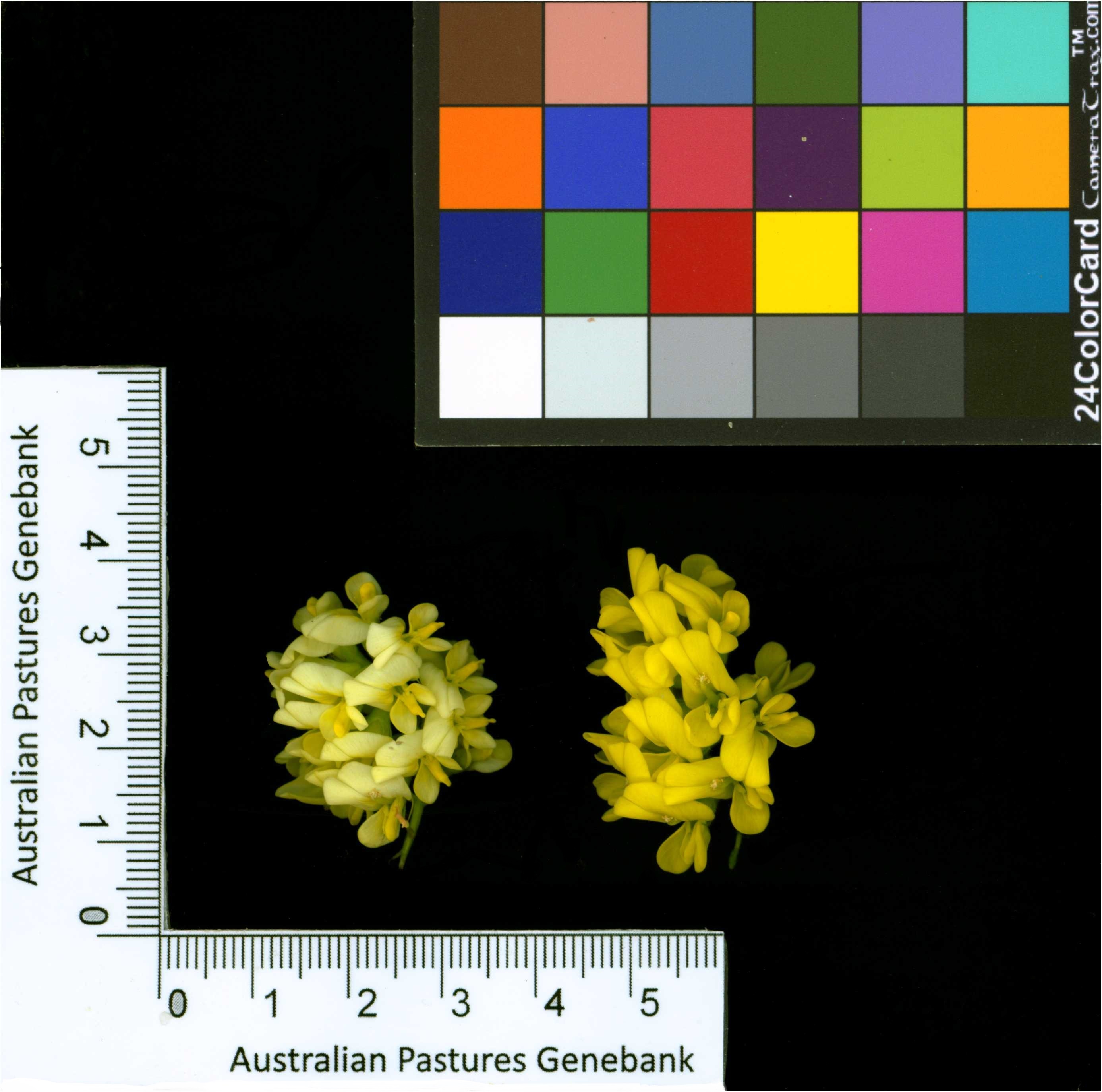 Click for 2 image(s) for this accession. Image