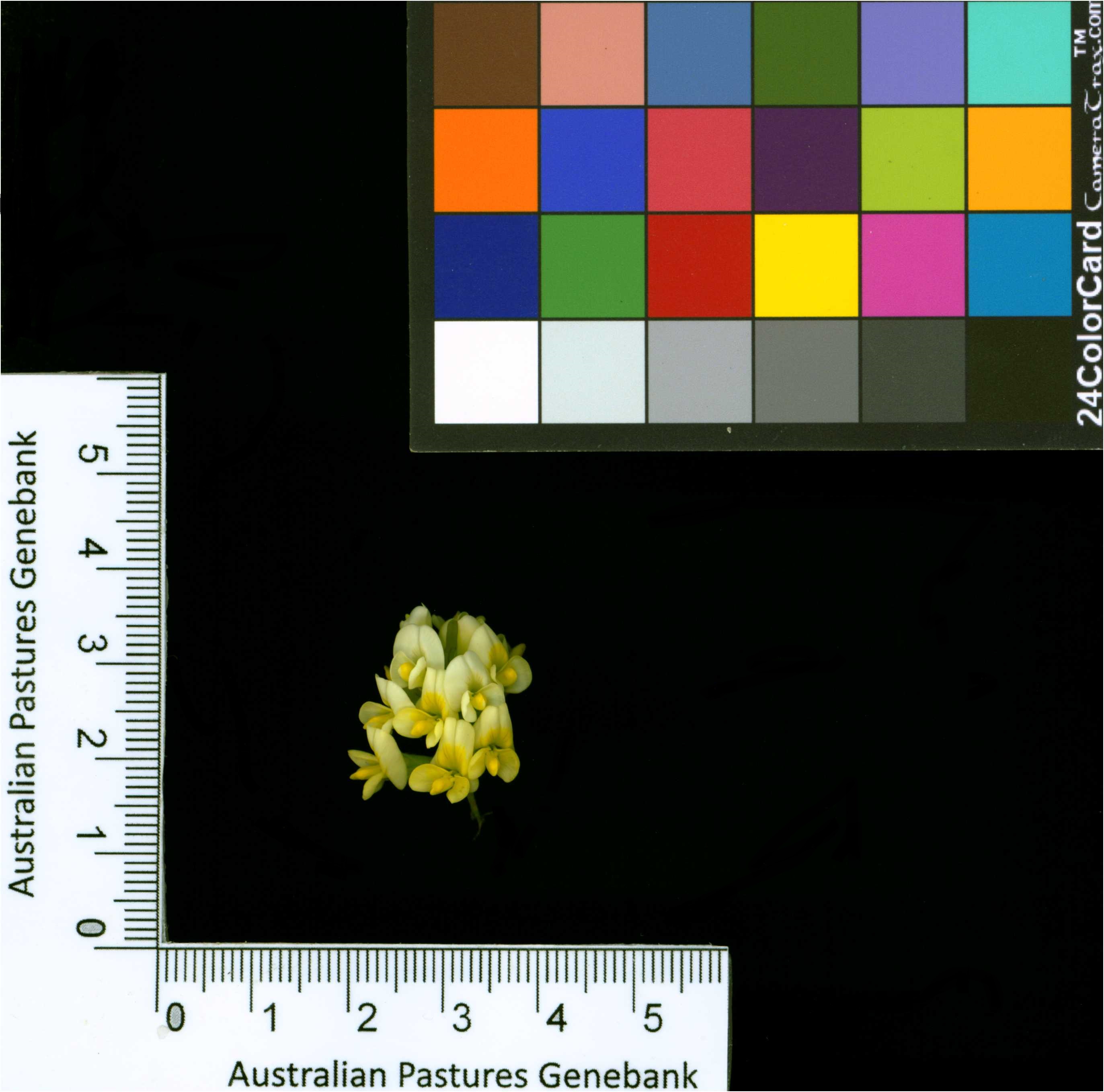 Click for 2 image(s) for this accession. Image