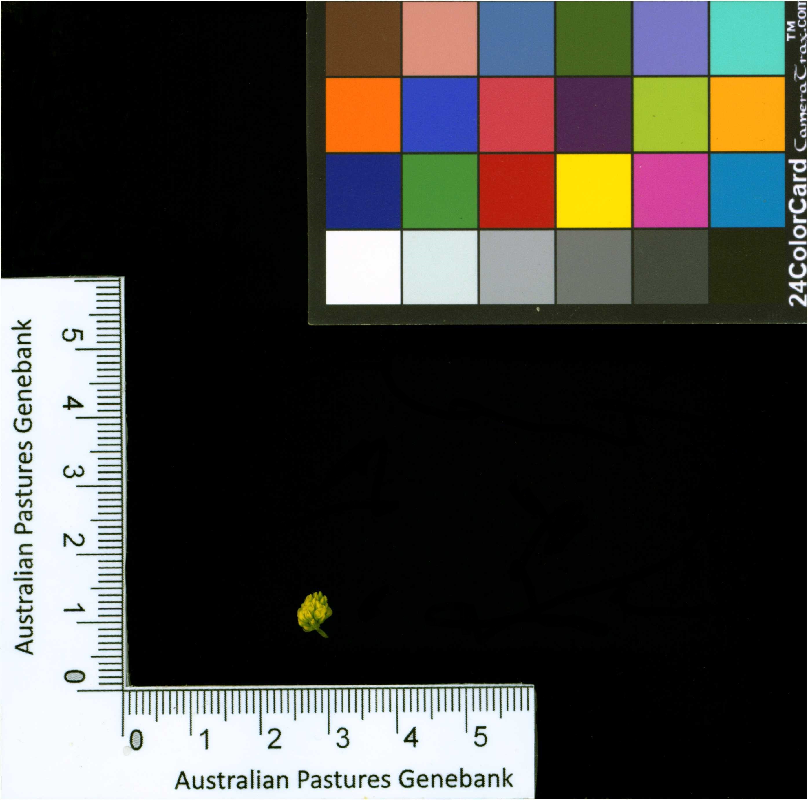 Click for 2 image(s) for this accession. Image