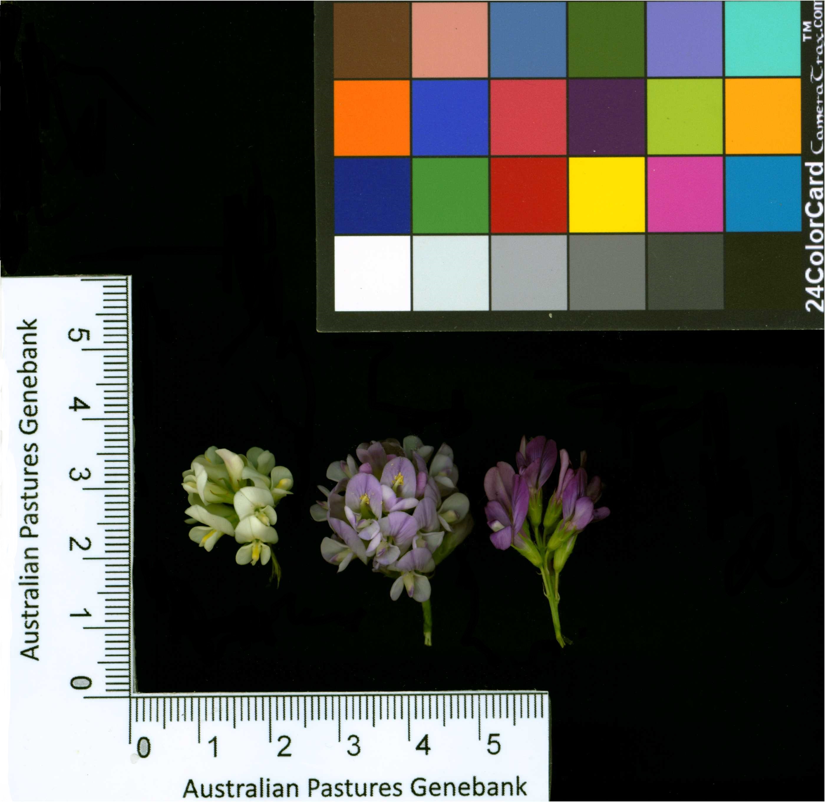 Click for 2 image(s) for this accession. Image