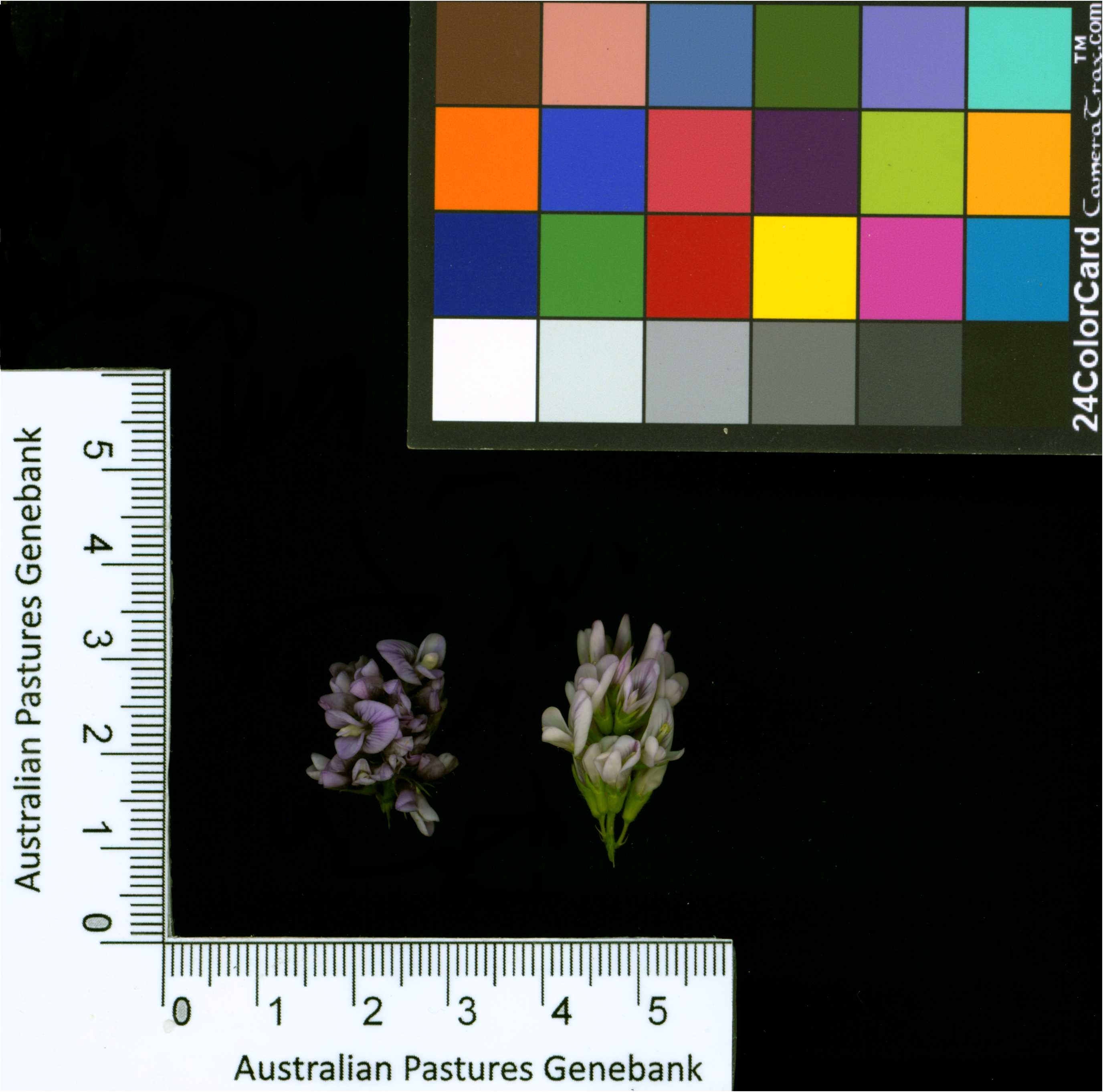 Click for 2 image(s) for this accession. Image