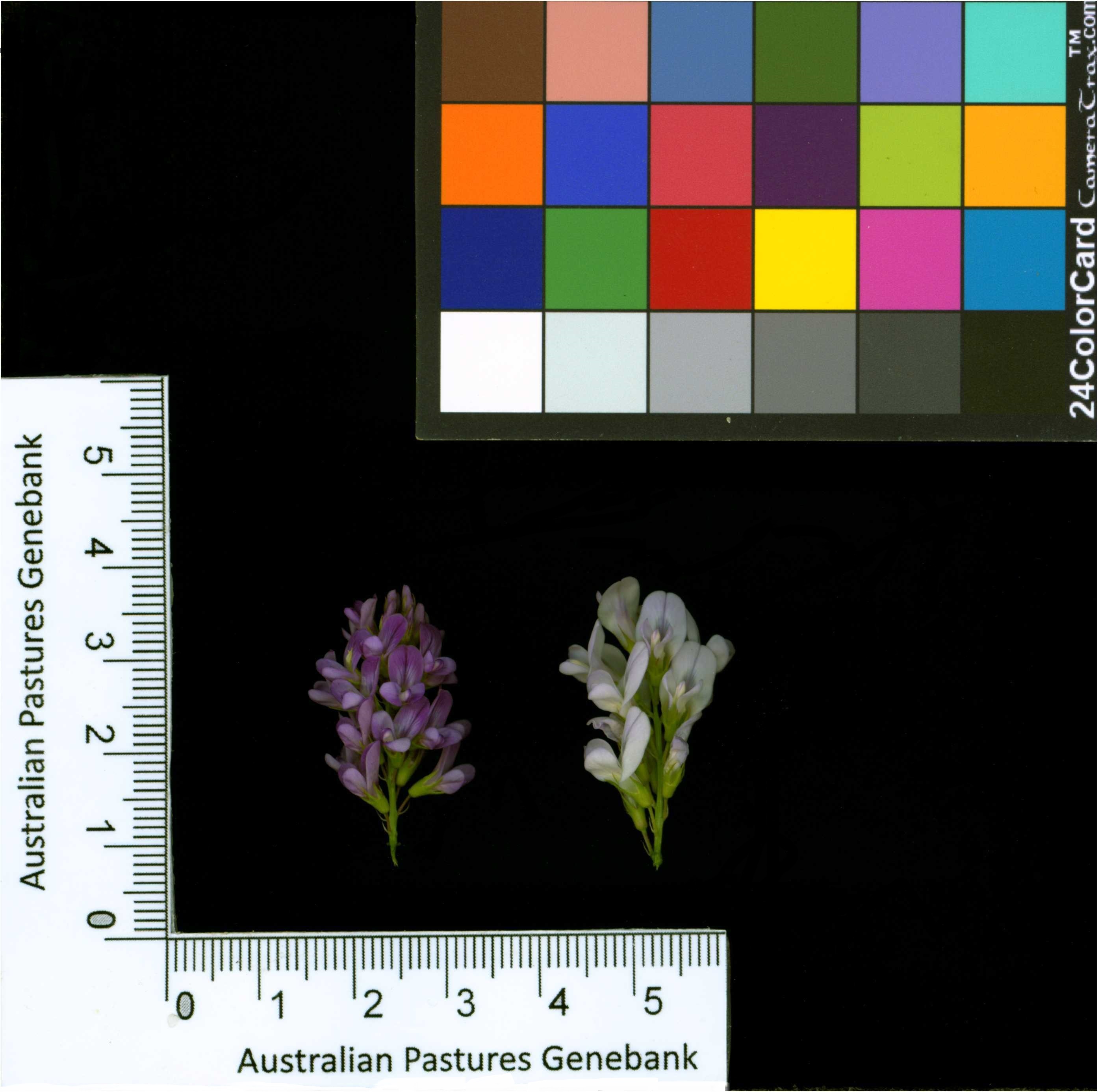 Click for 2 image(s) for this accession. Image