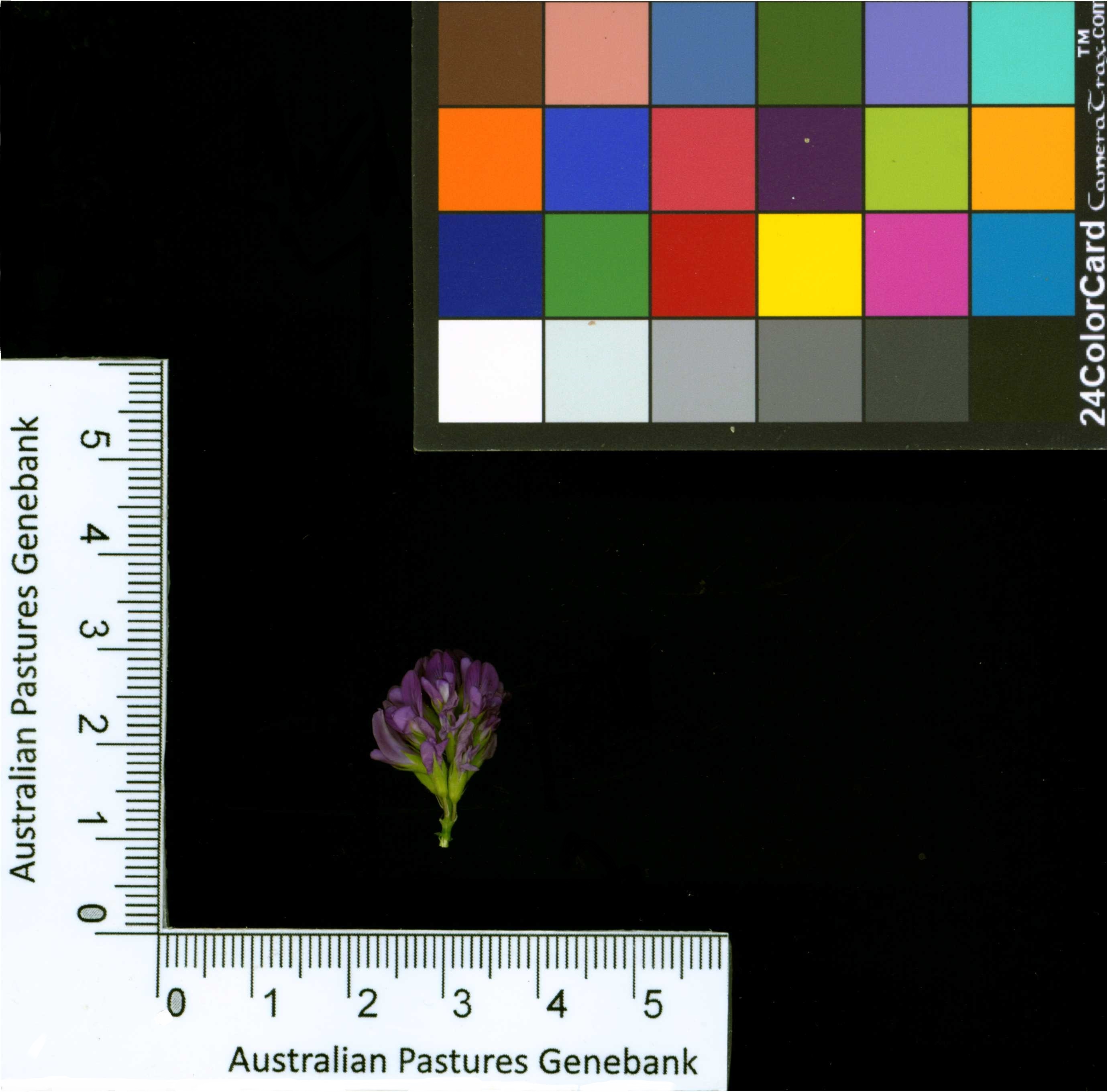 Click for 2 image(s) for this accession. Image