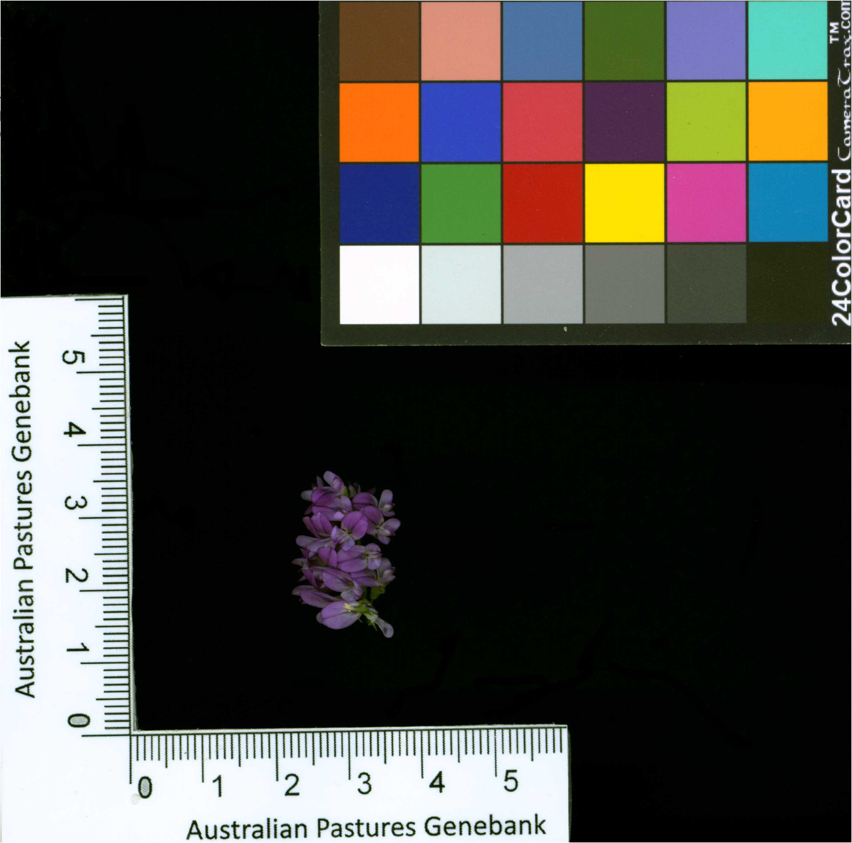 Click for 2 image(s) for this accession. Image