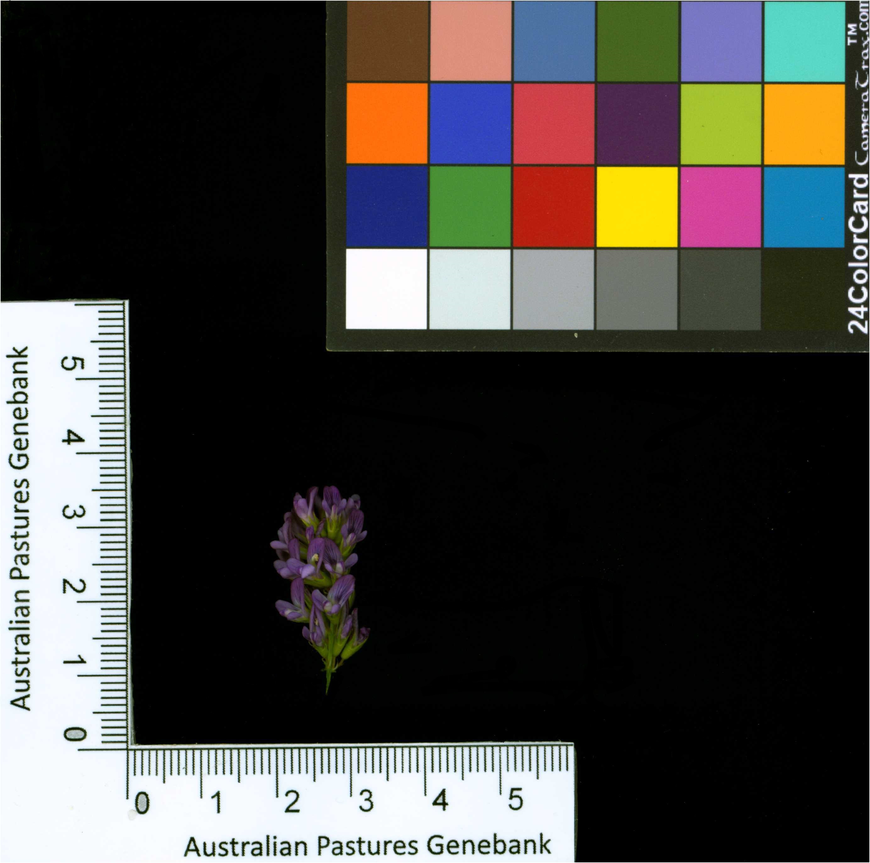 Click for 2 image(s) for this accession. Image