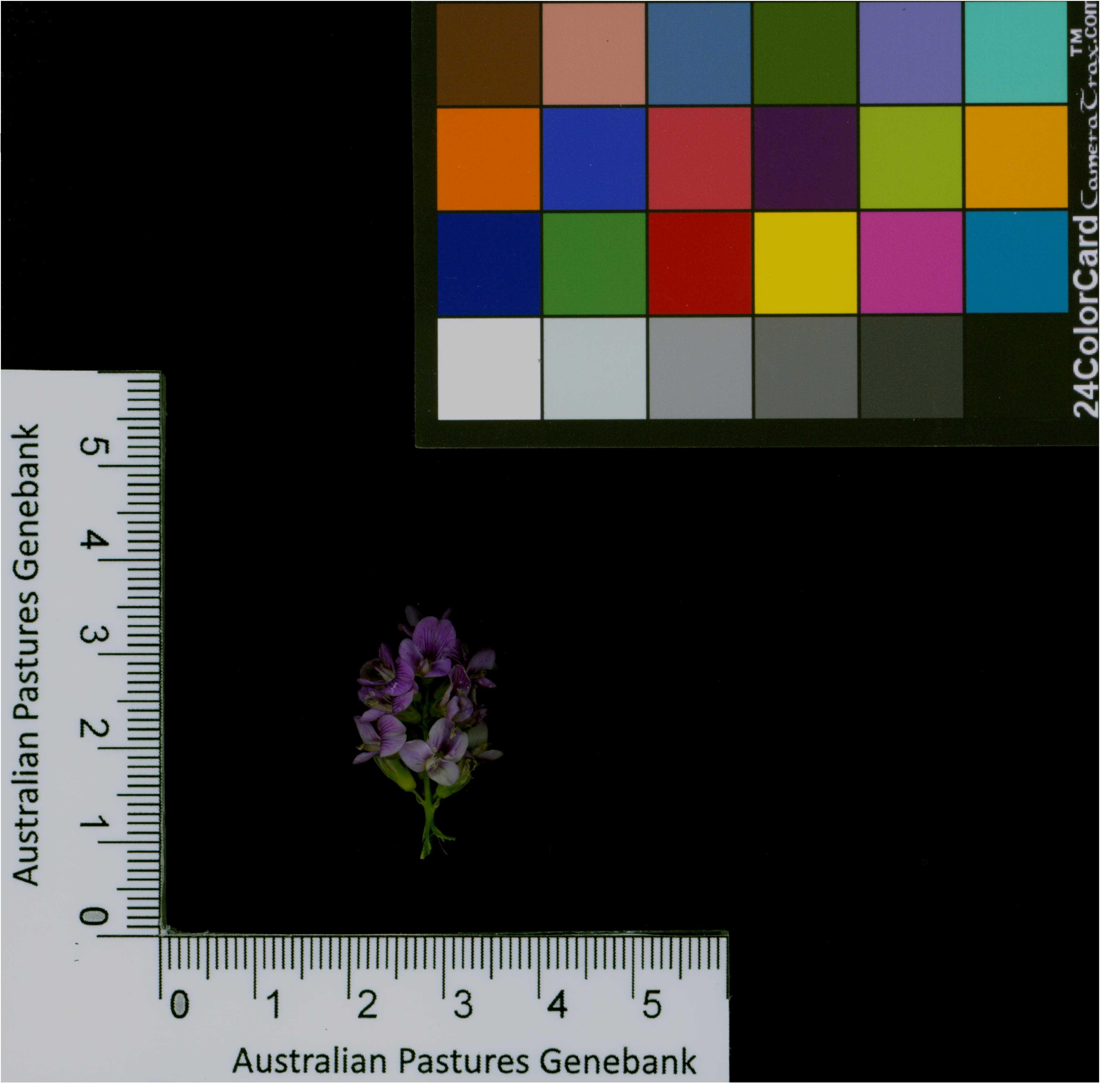 Click for 1 image(s) for this accession. Image
