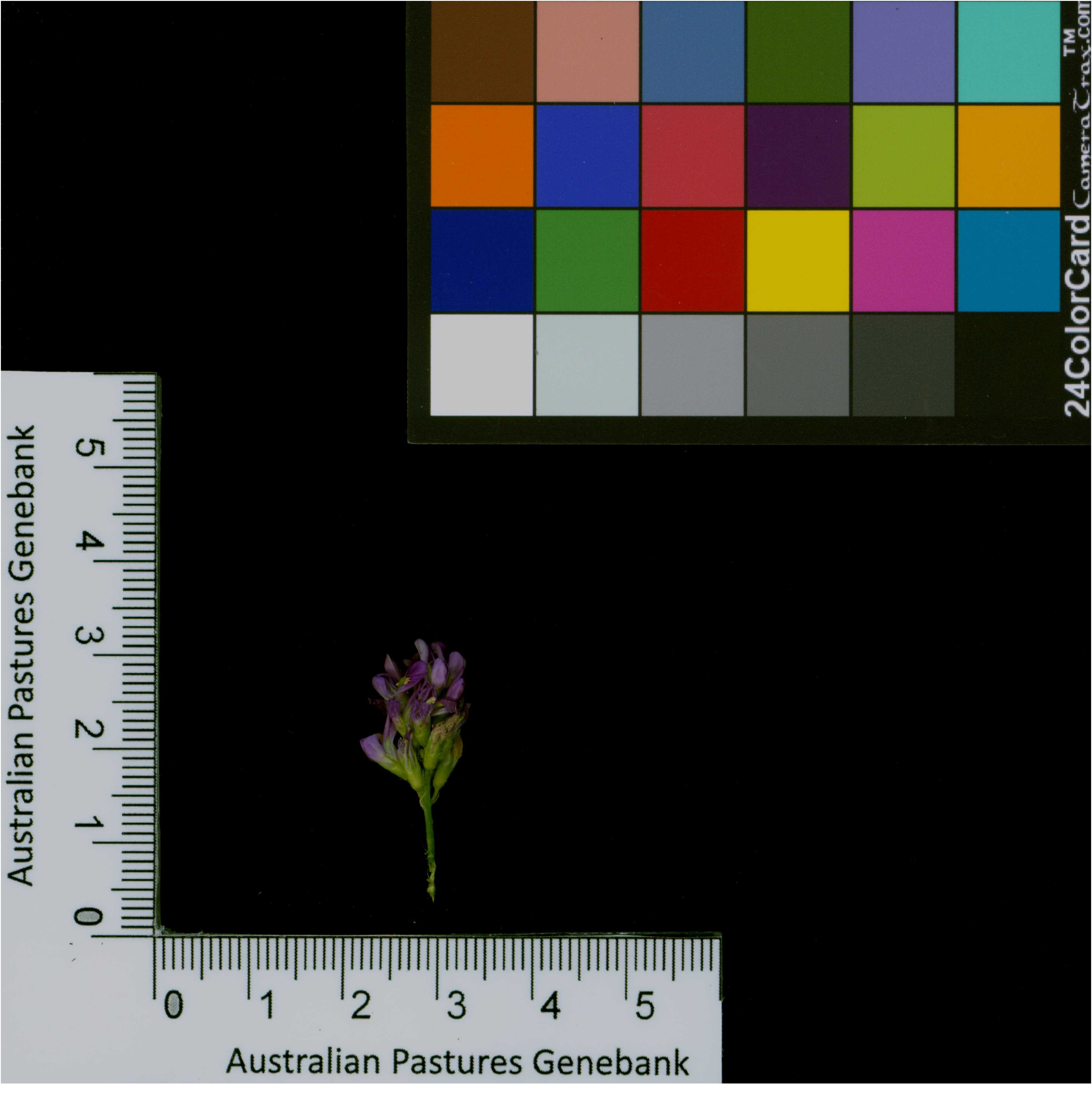 Click for 2 image(s) for this accession. Image