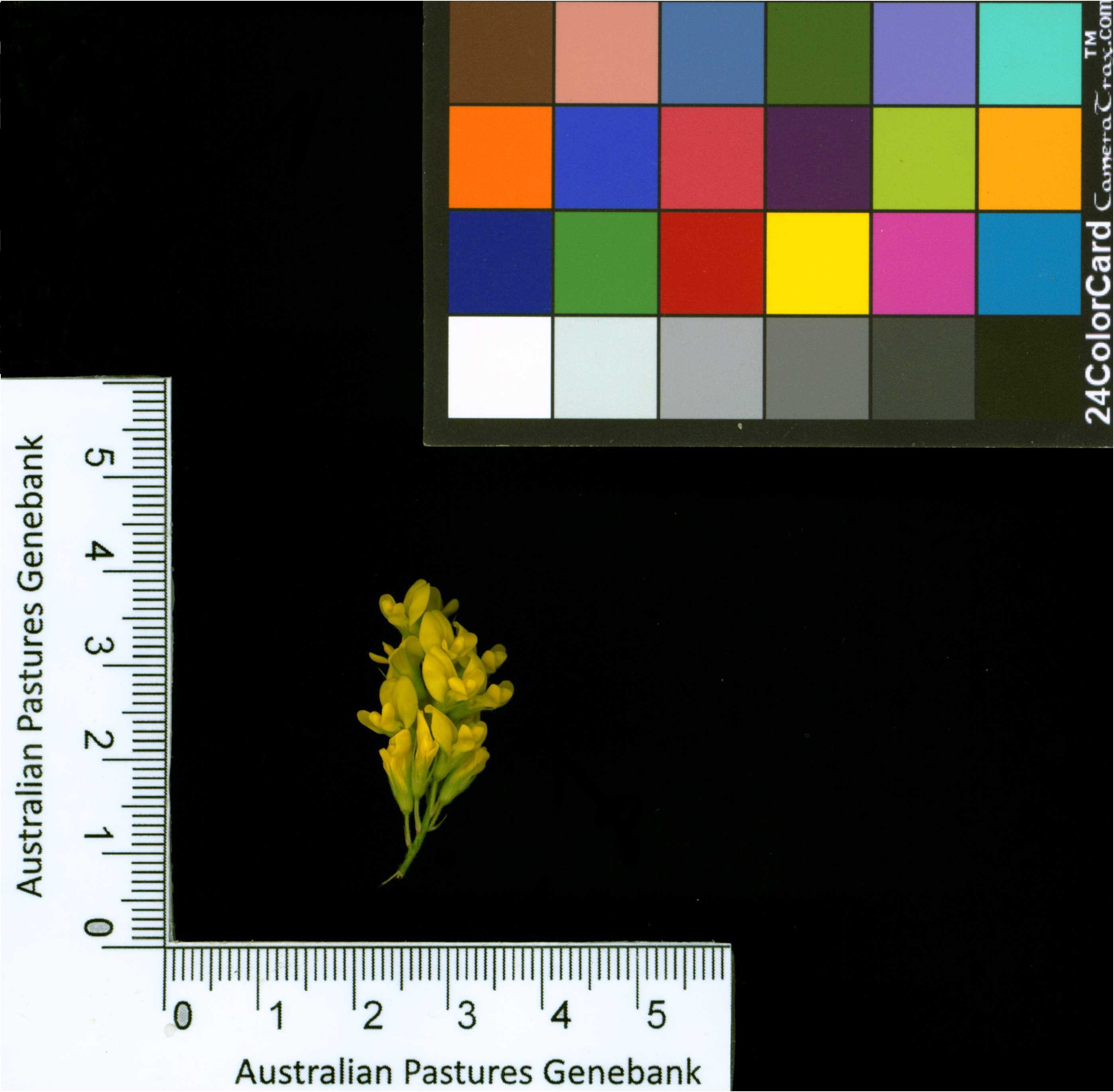 Click for 2 image(s) for this accession. Image
