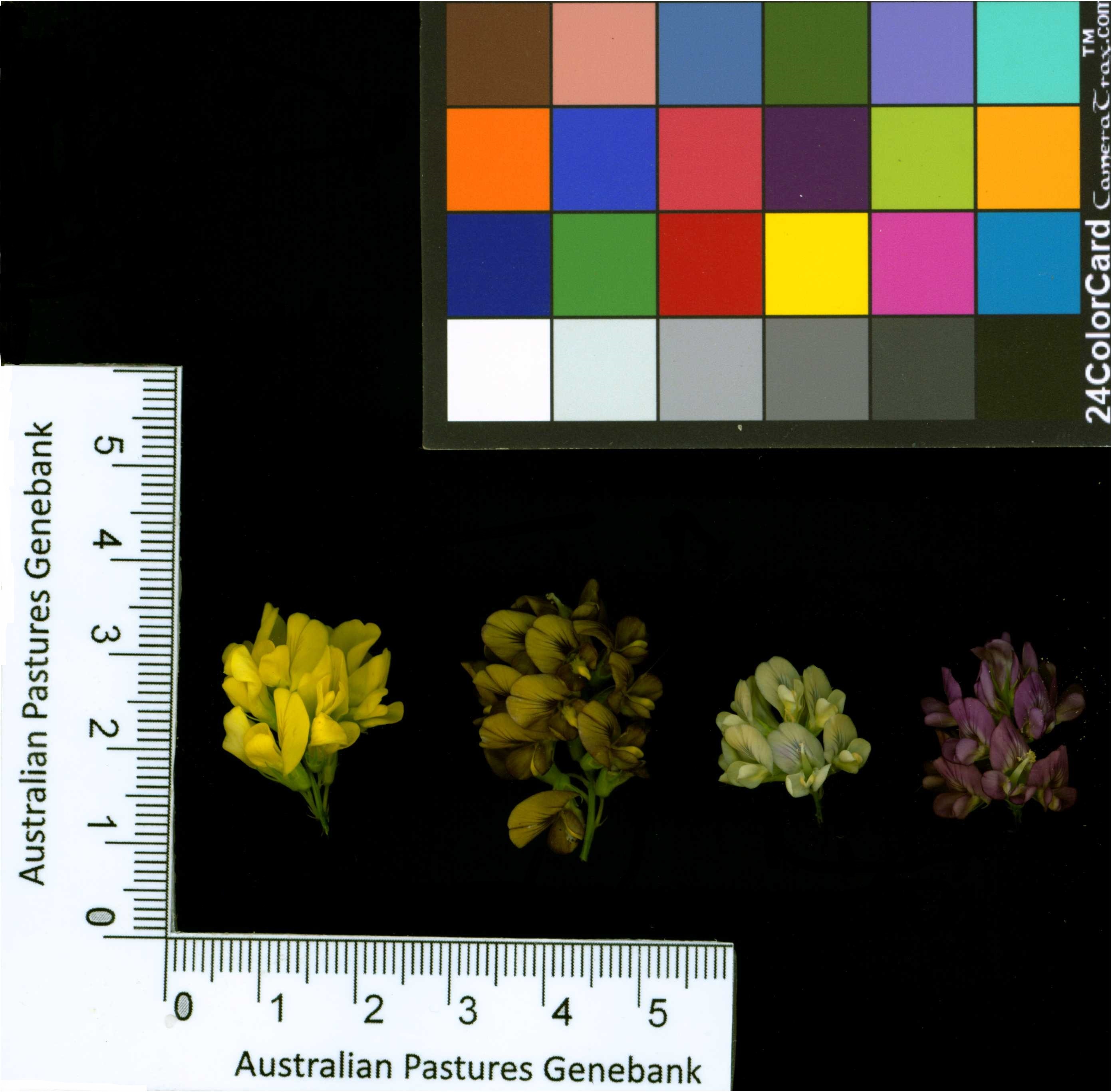 Click for 2 image(s) for this accession. Image