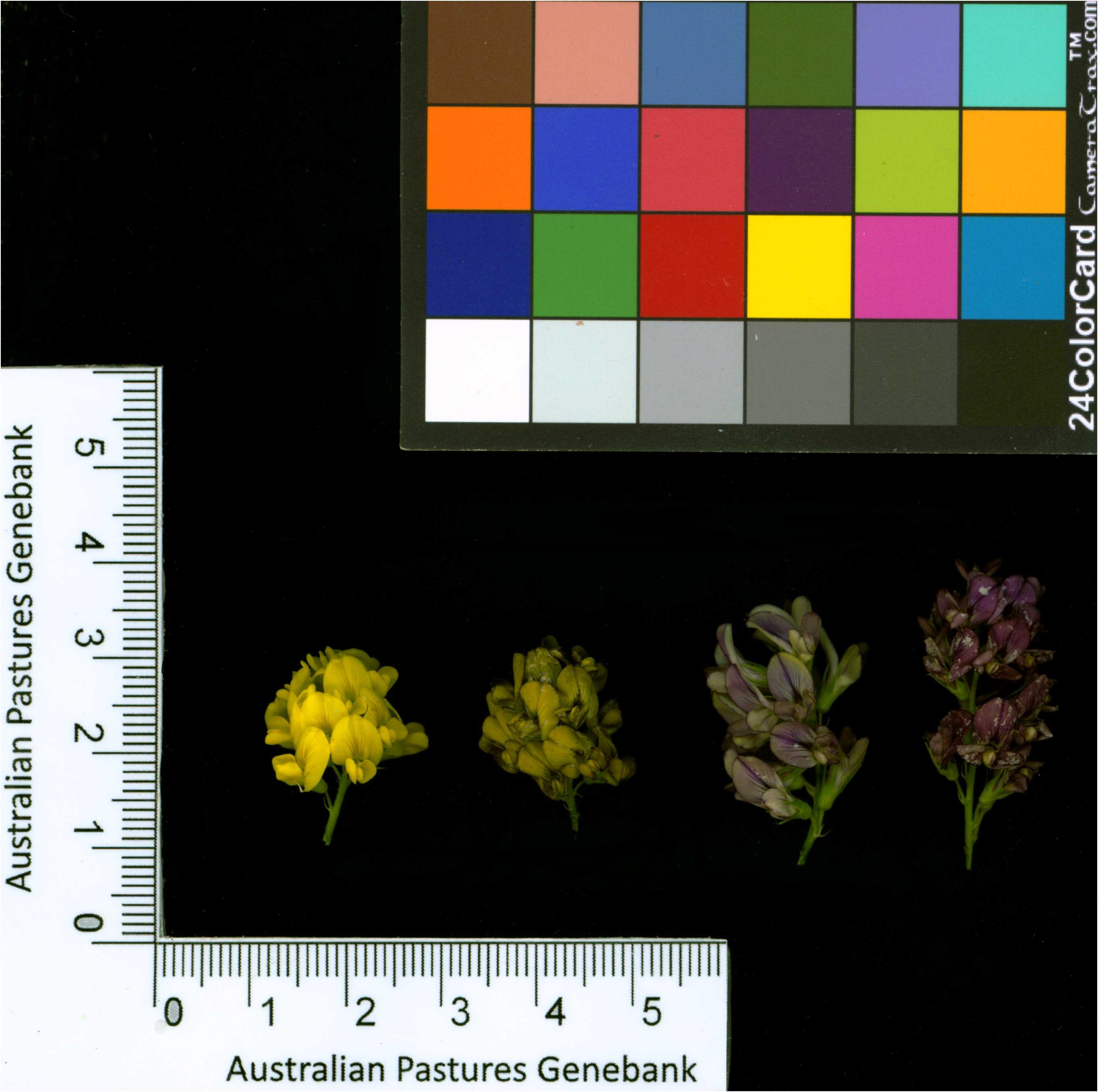 Click for 2 image(s) for this accession. Image