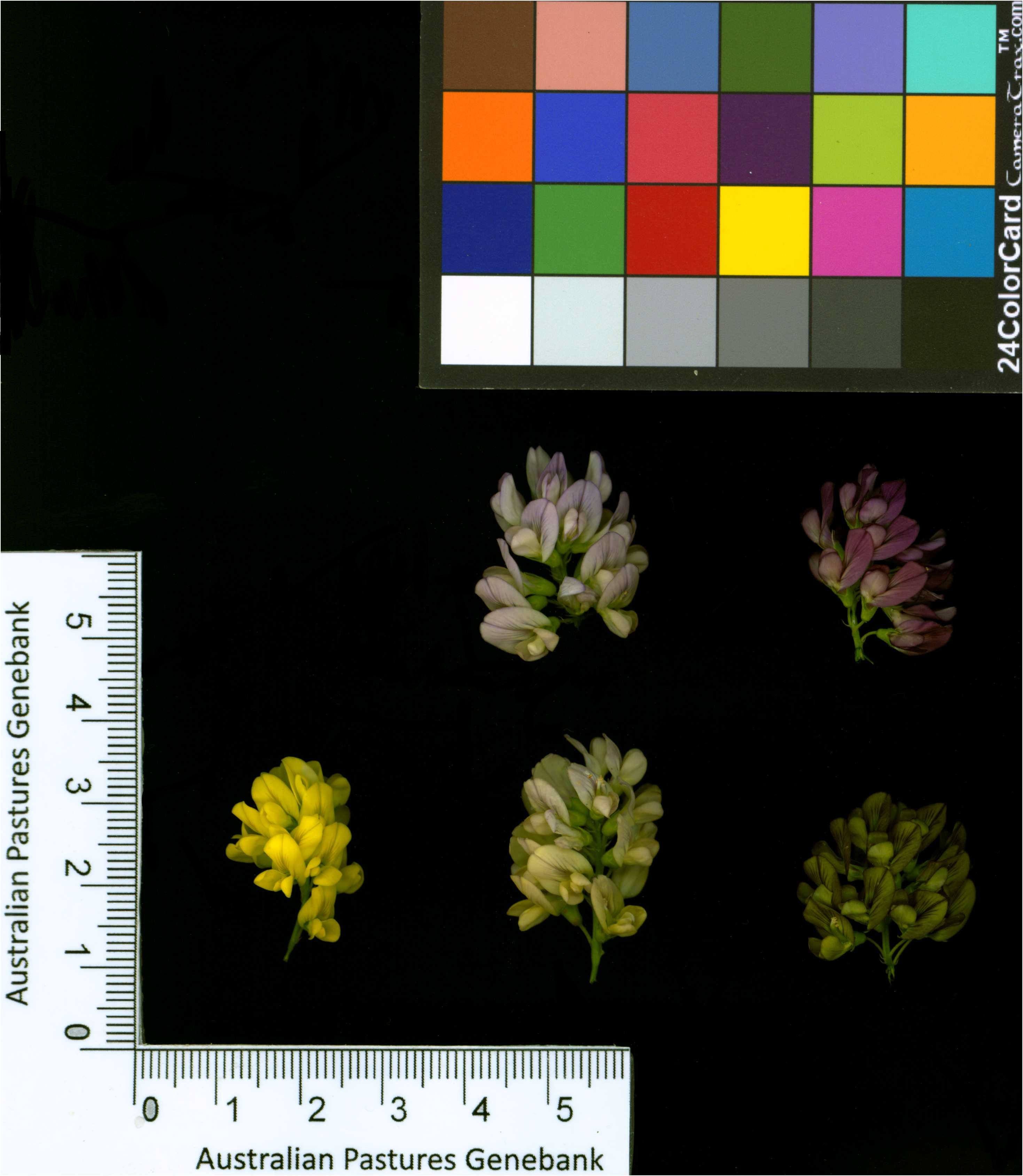 Click for 2 image(s) for this accession. Image