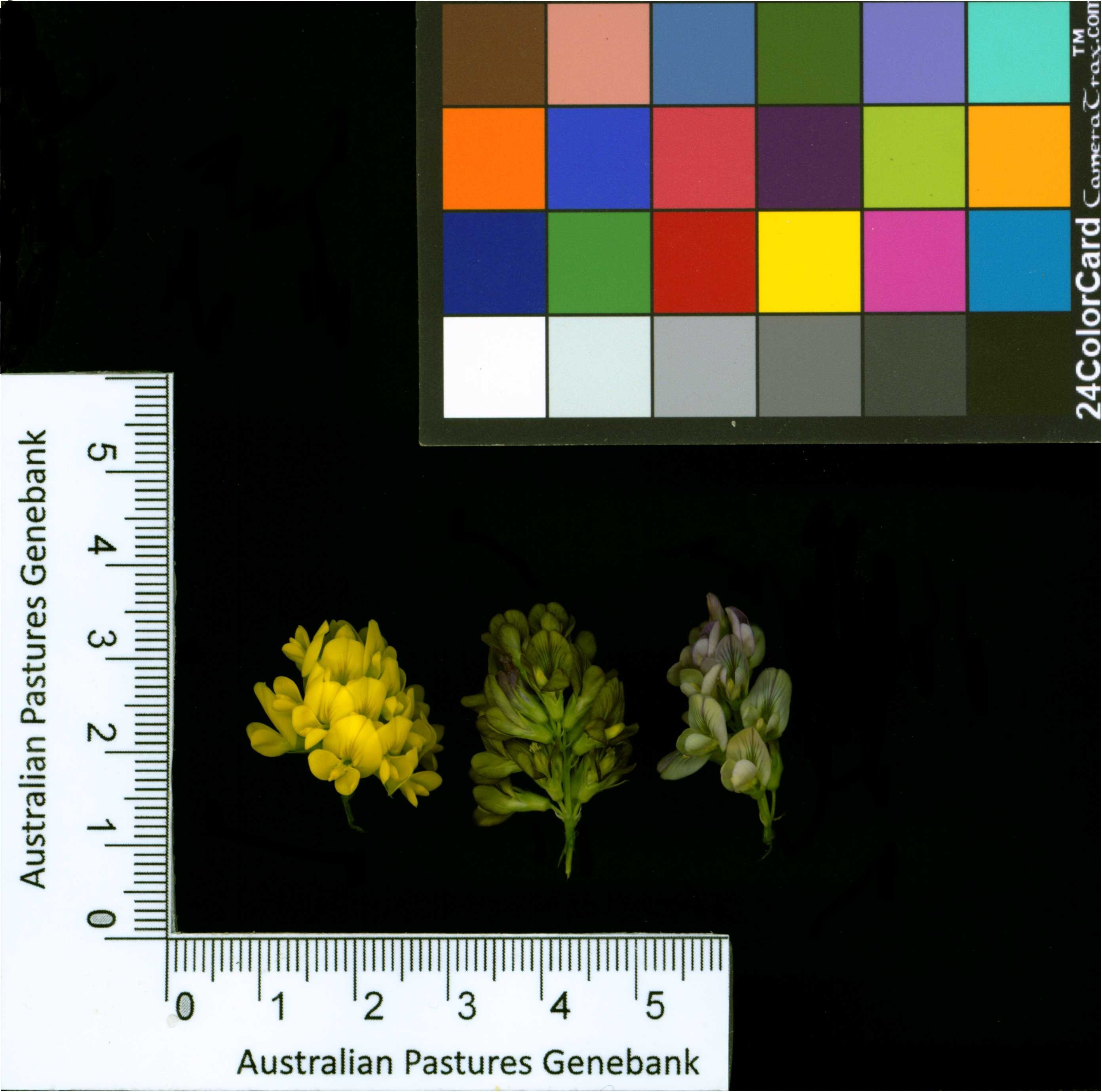 Click for 2 image(s) for this accession. Image