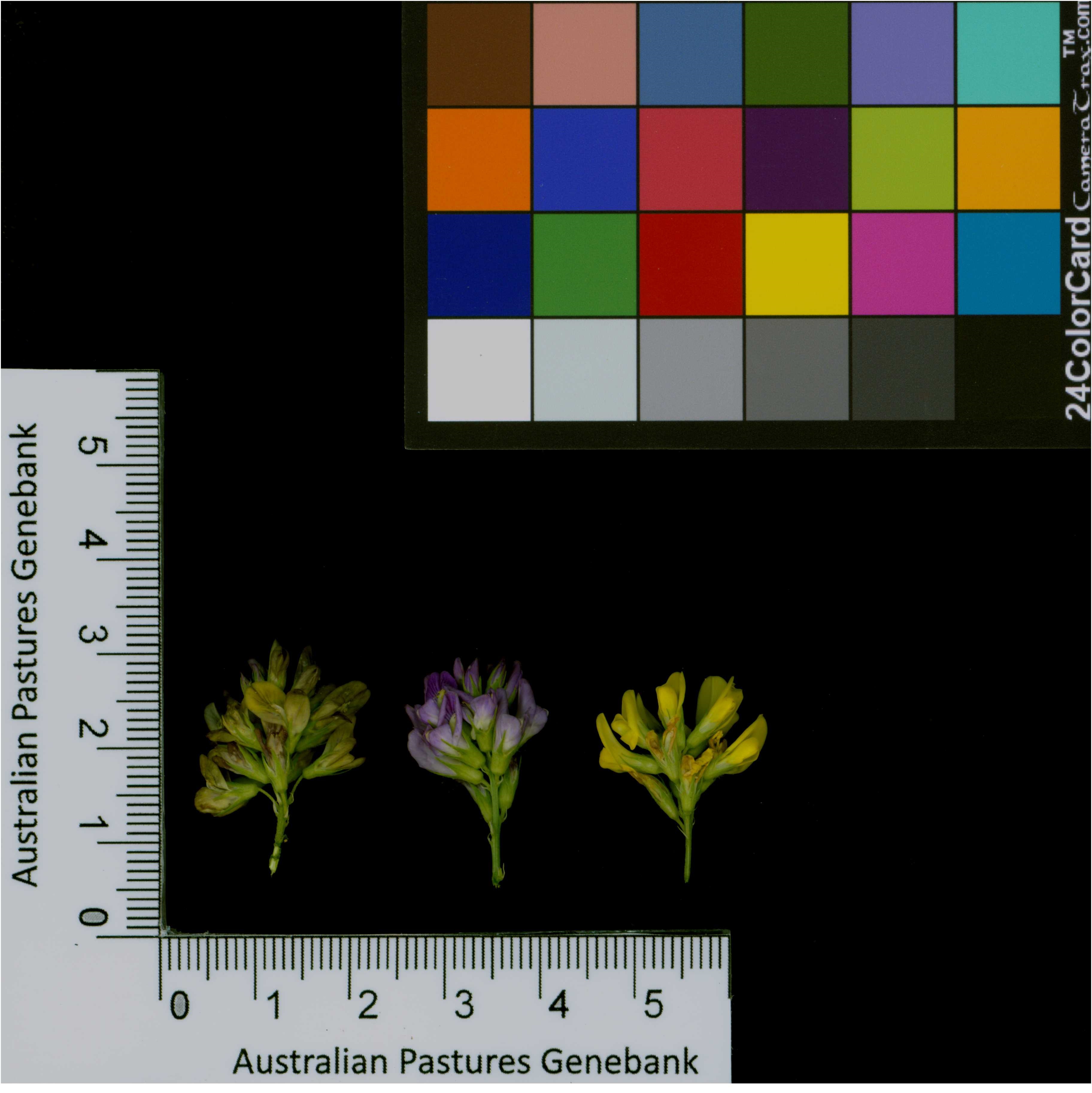 Click for 2 image(s) for this accession. Image