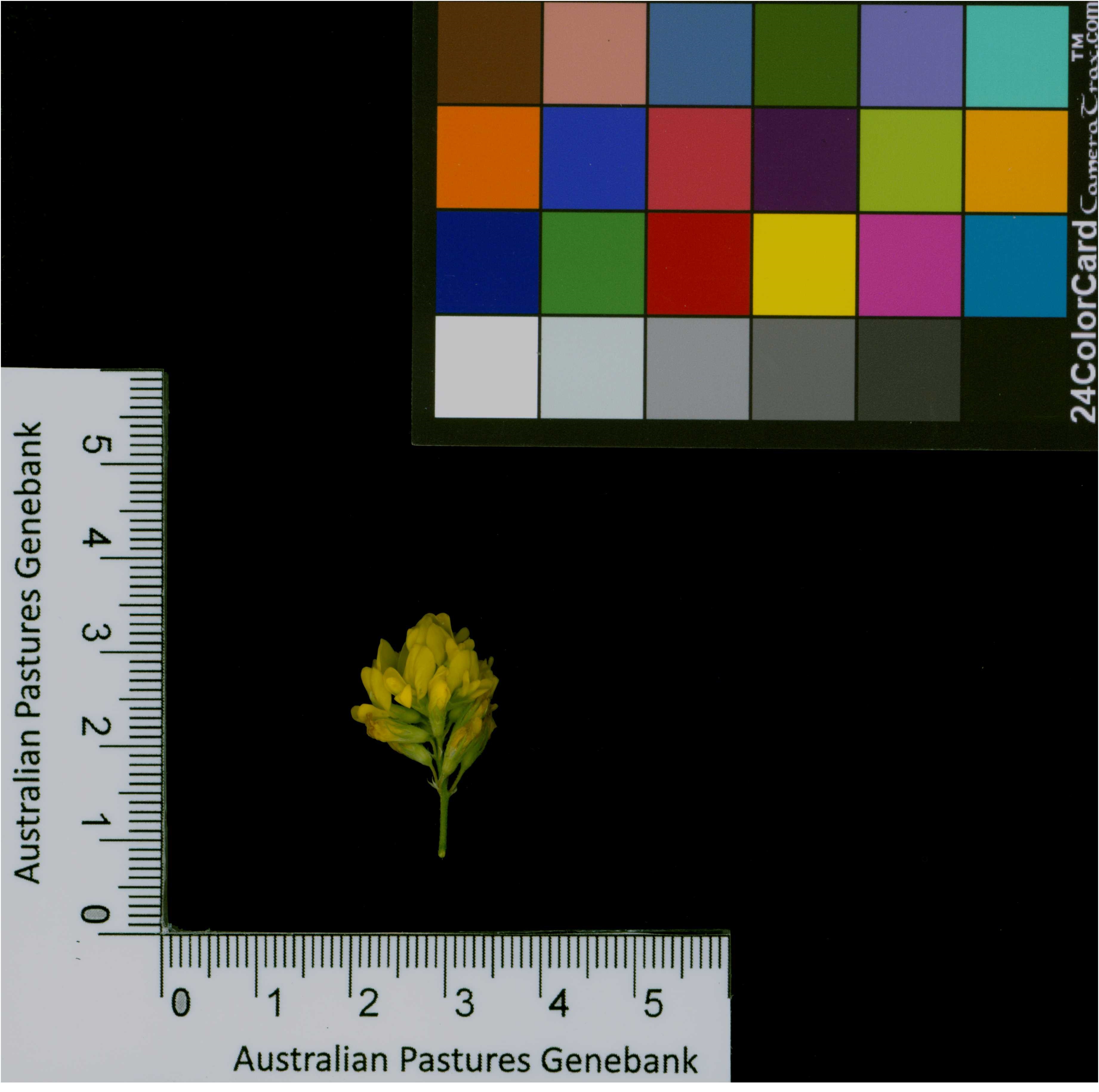 Click for 2 image(s) for this accession. Image