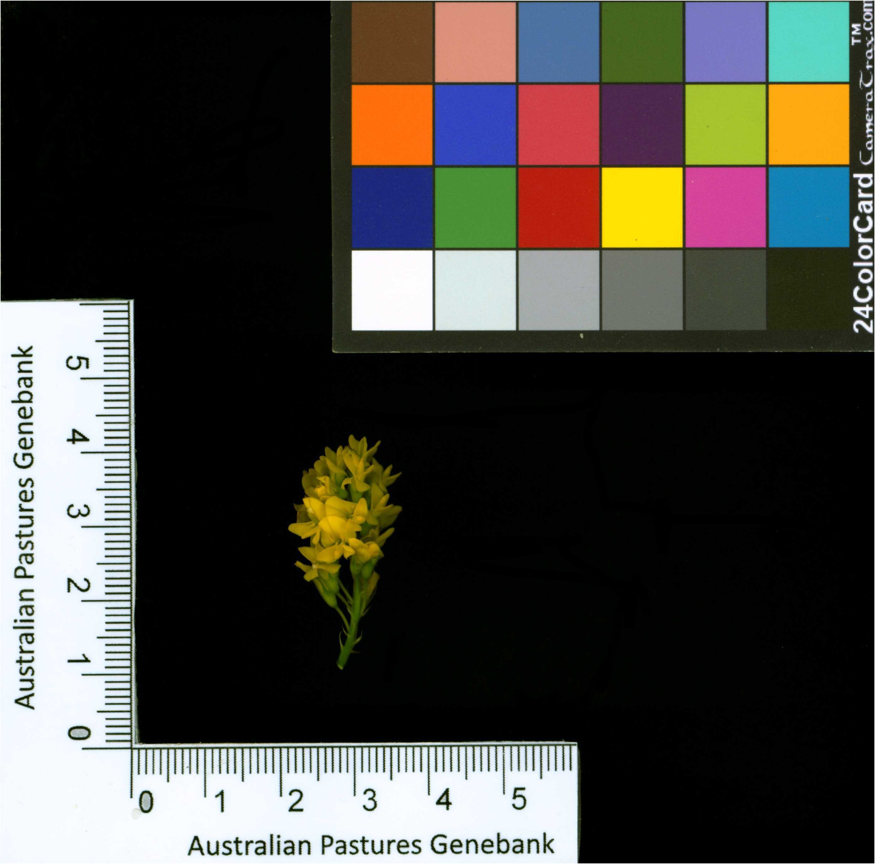 Click for 2 image(s) for this accession. Image