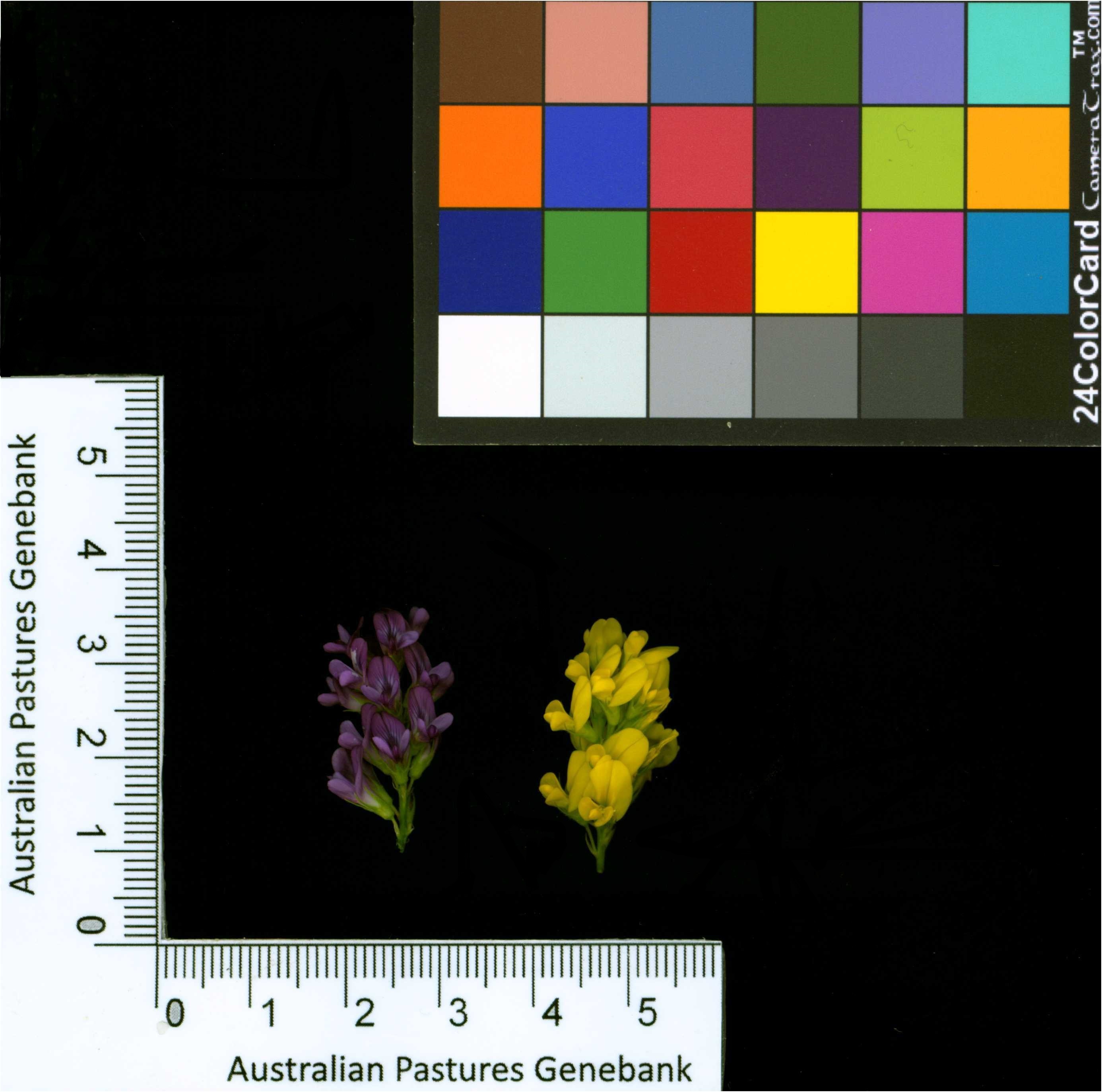 Click for 2 image(s) for this accession. Image