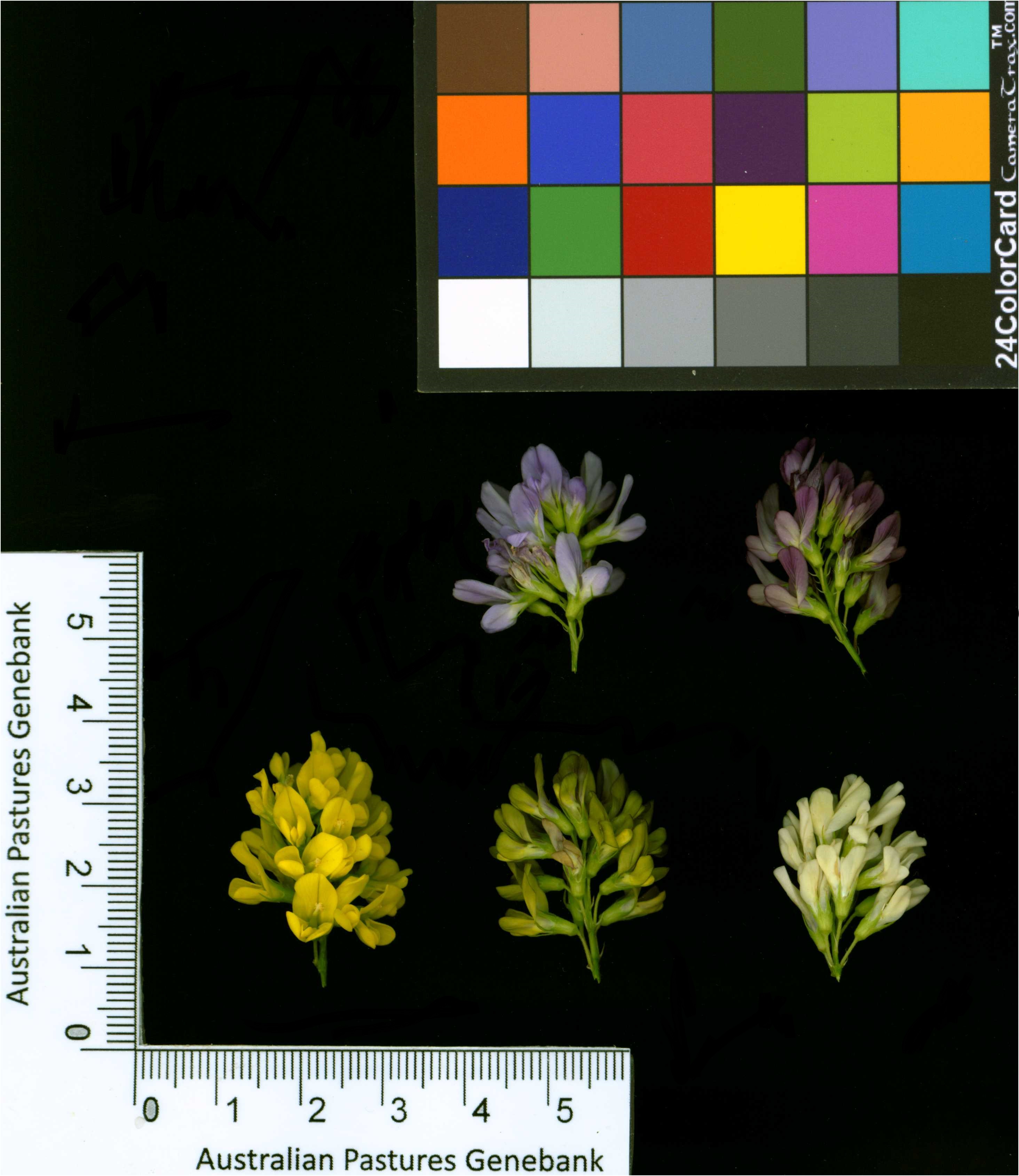 Click for 2 image(s) for this accession. Image
