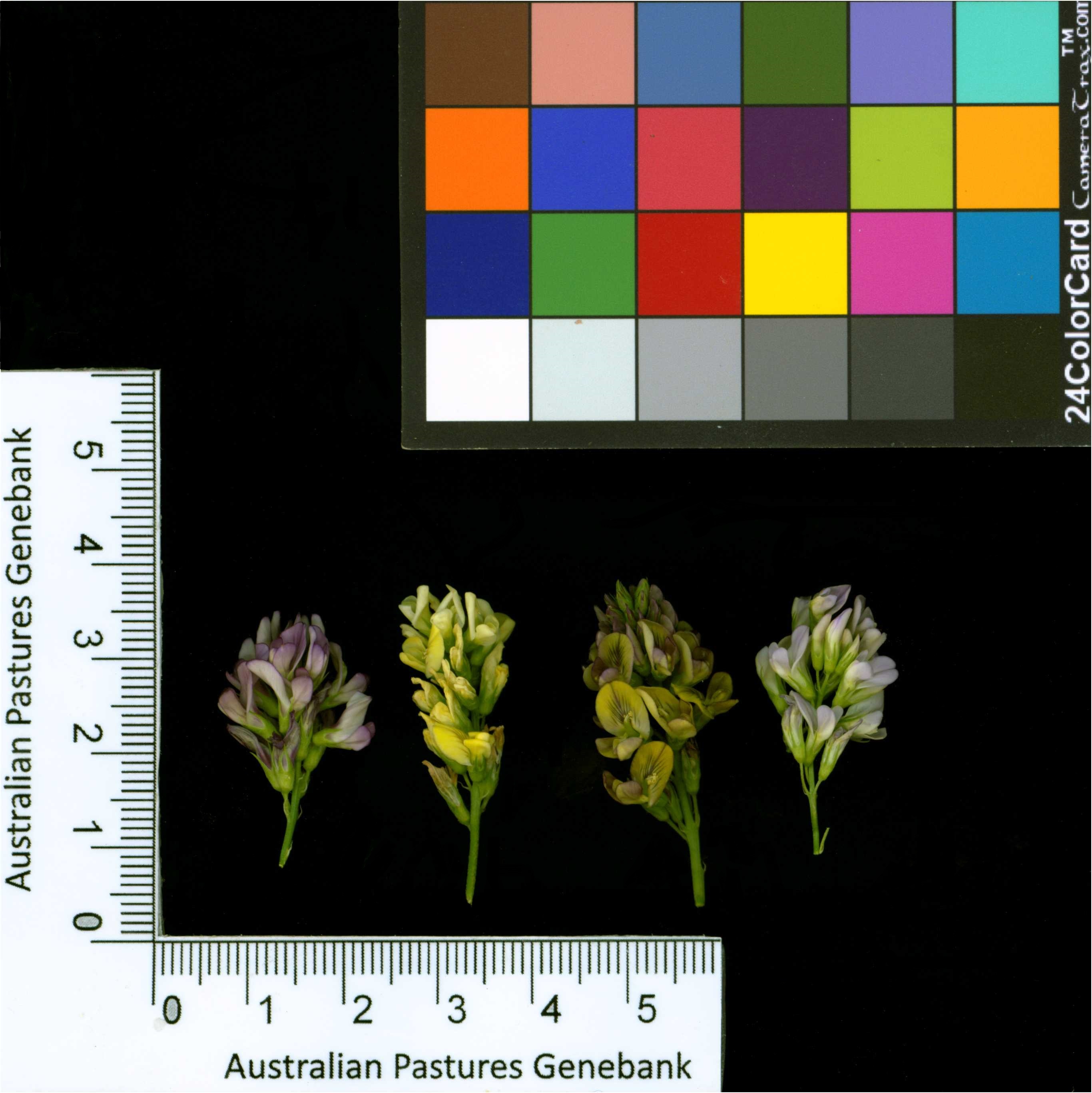 Click for 4 image(s) for this accession. Image
