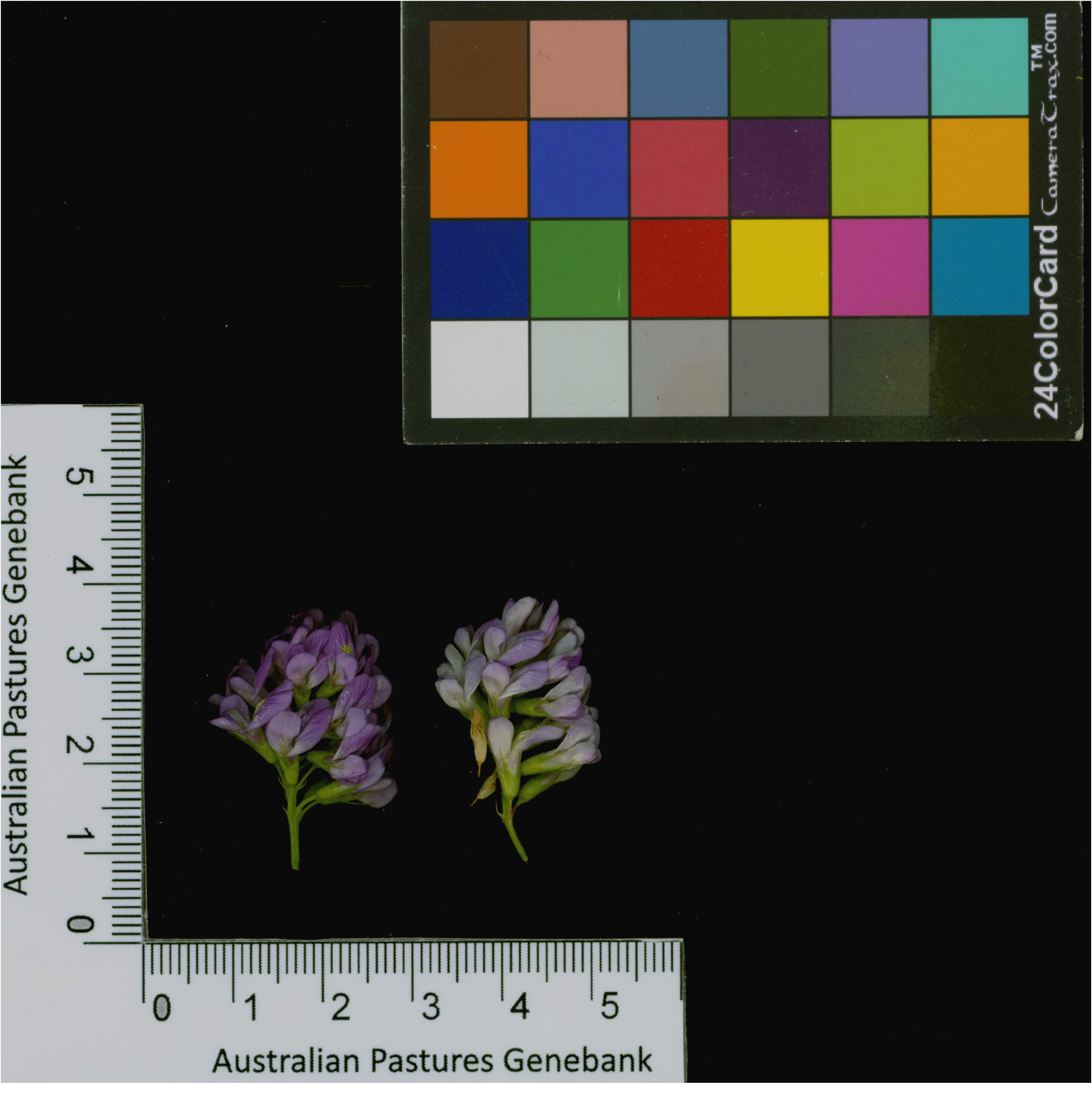 Click for 4 image(s) for this accession. Image