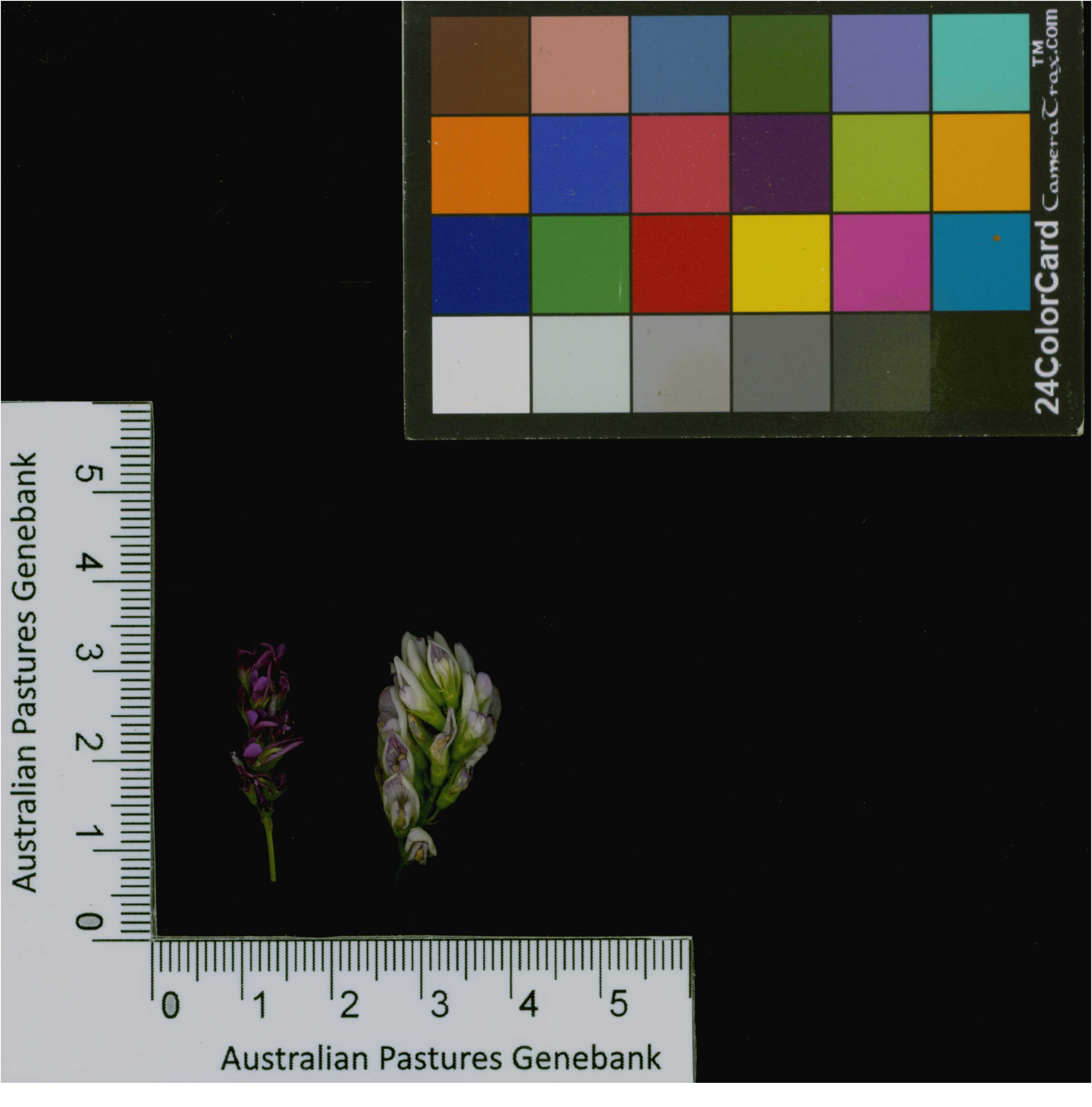 Click for 3 image(s) for this accession. Image
