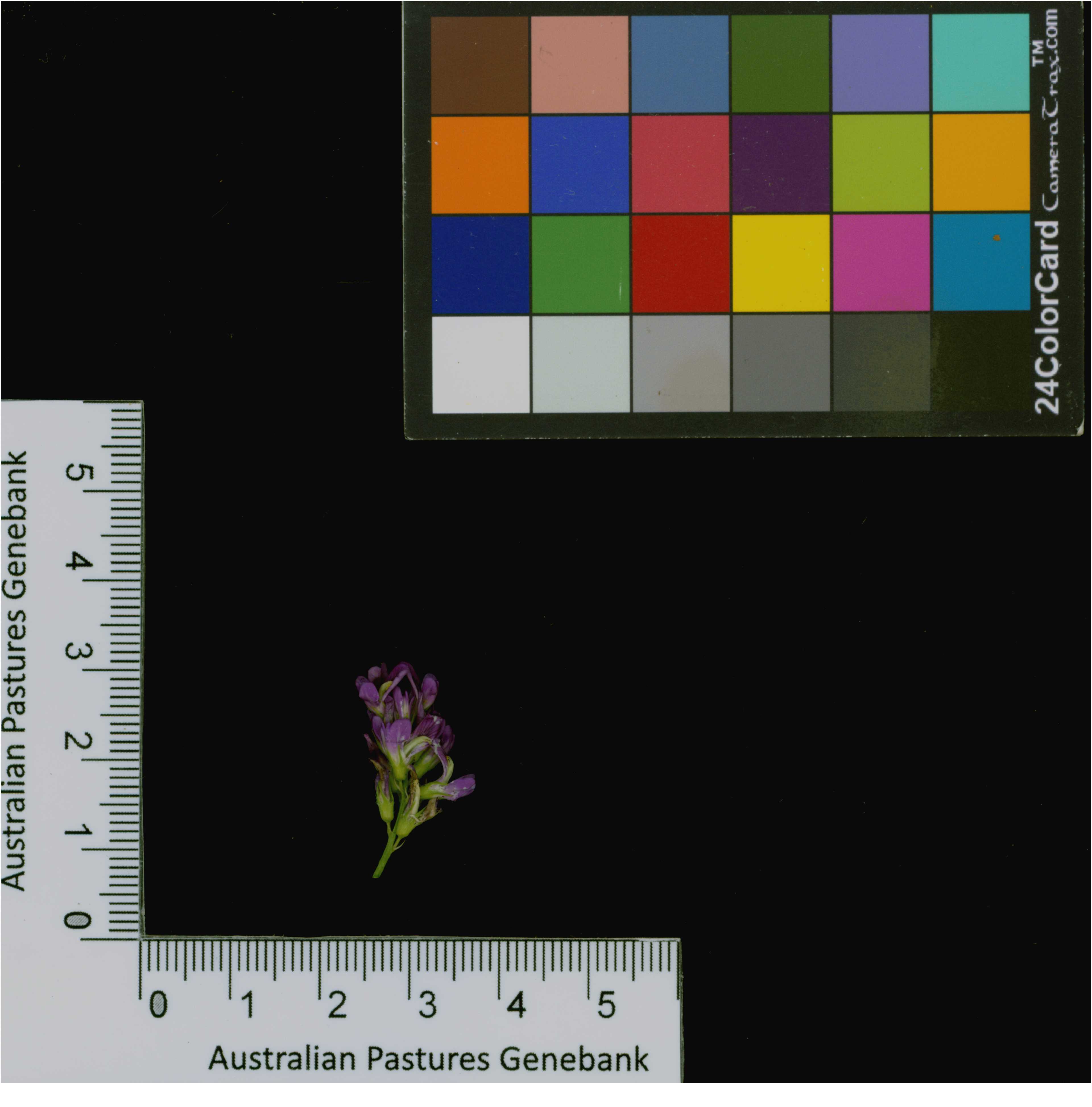 Click for 3 image(s) for this accession. Image