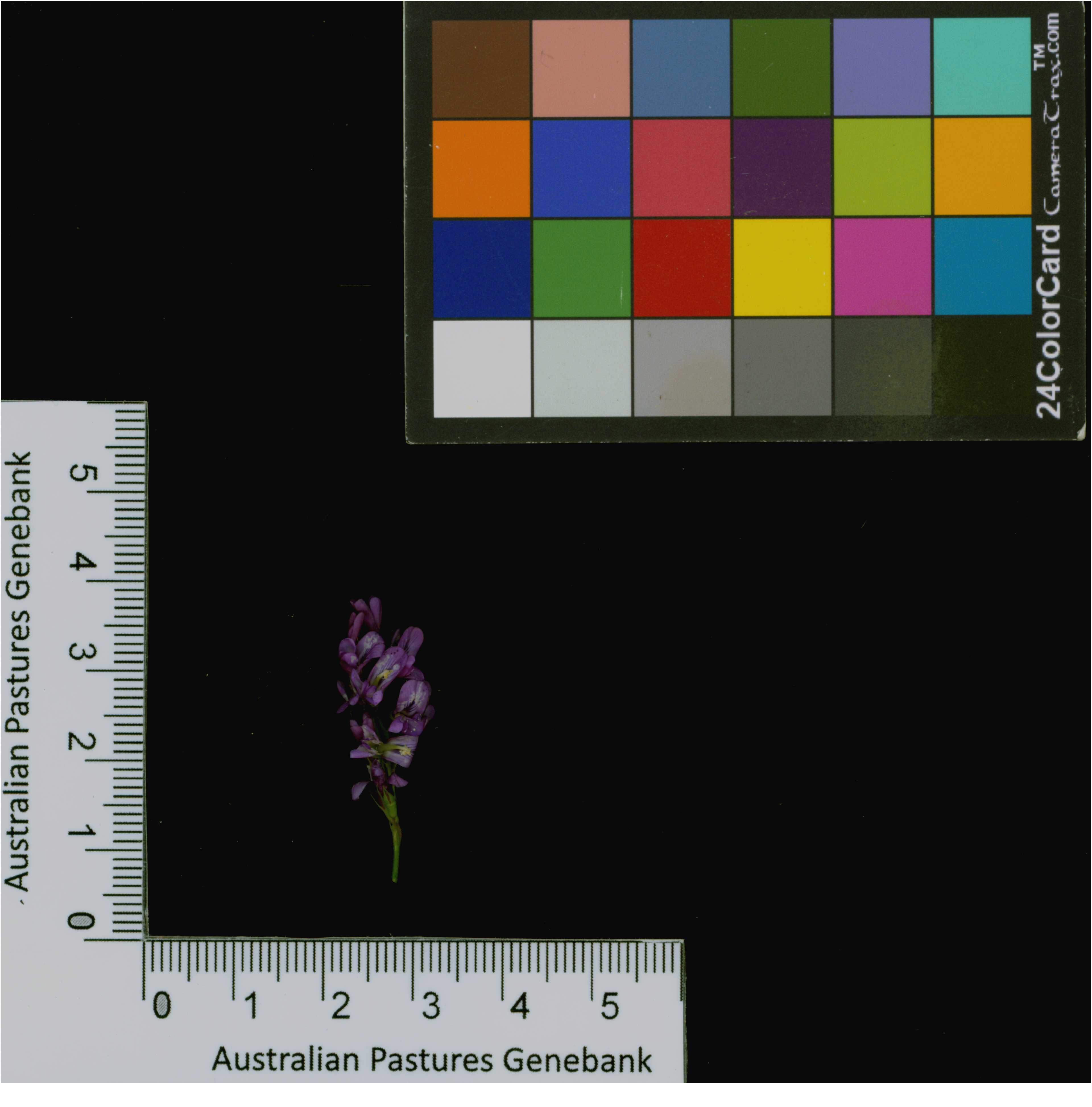 Click for 4 image(s) for this accession. Image