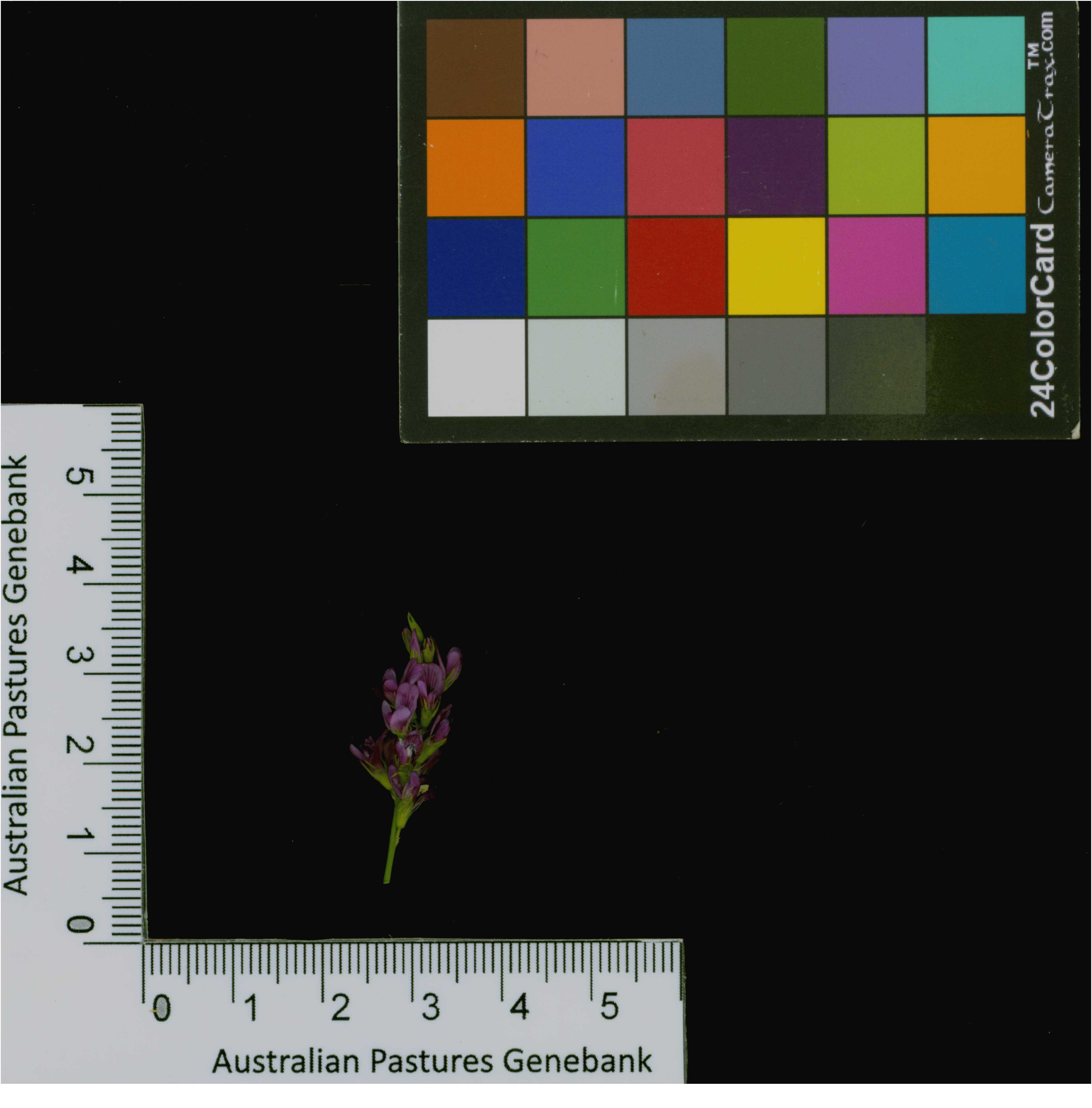 Click for 4 image(s) for this accession. Image