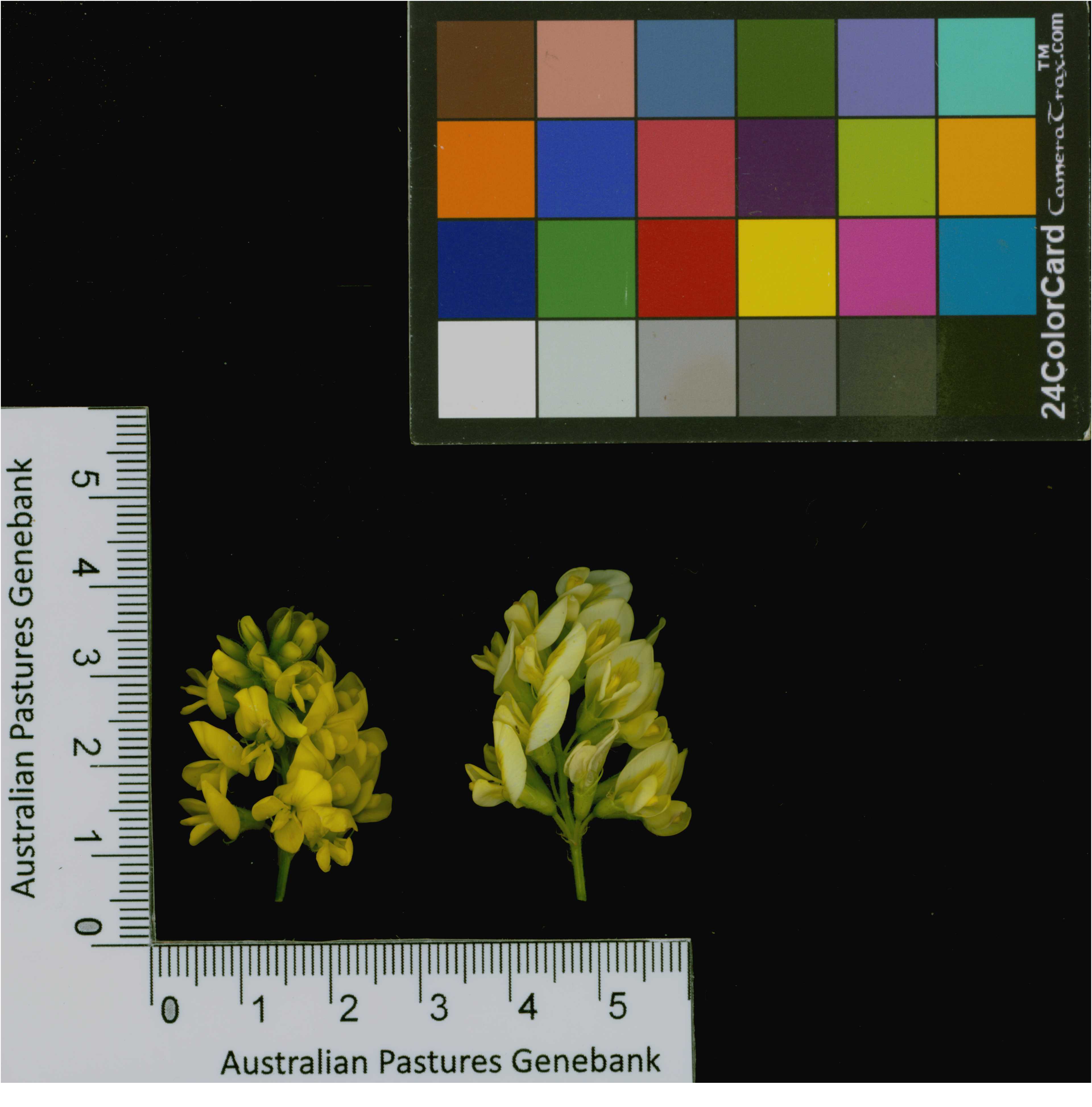 Click for 4 image(s) for this accession. Image