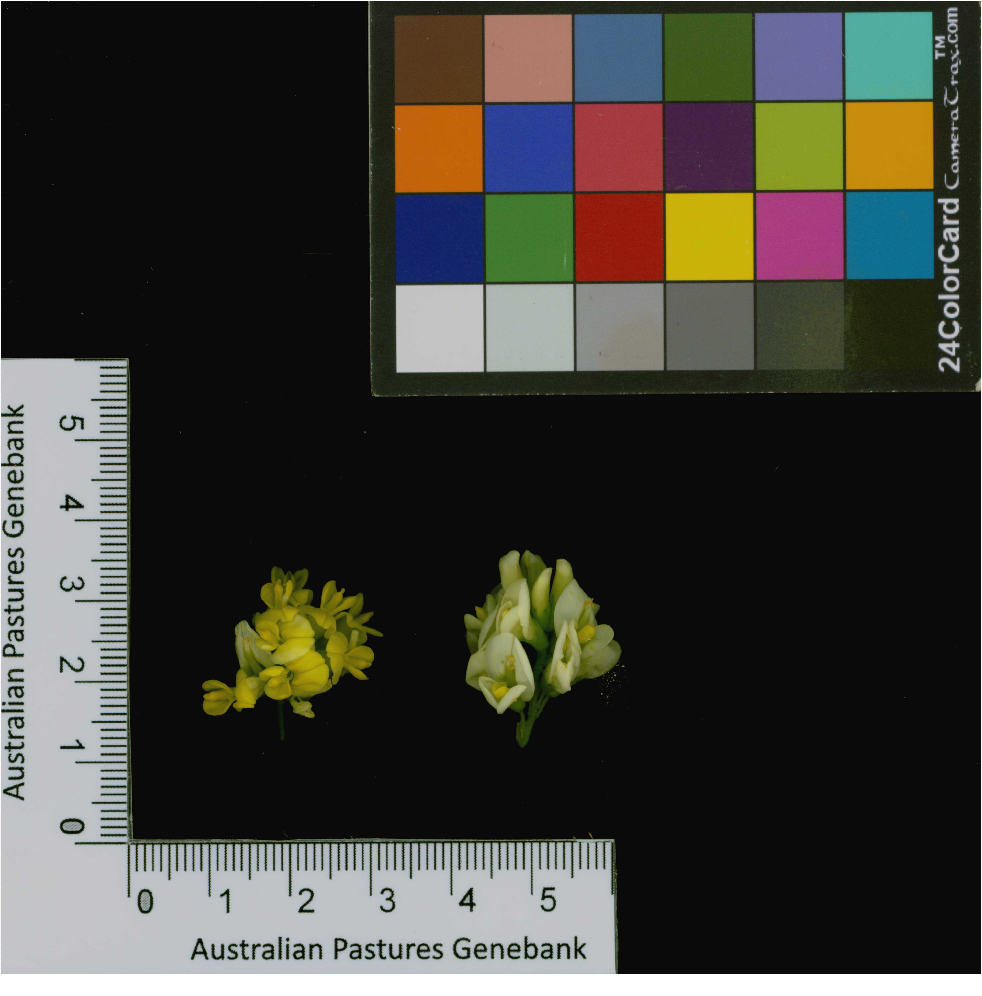 Click for 4 image(s) for this accession. Image