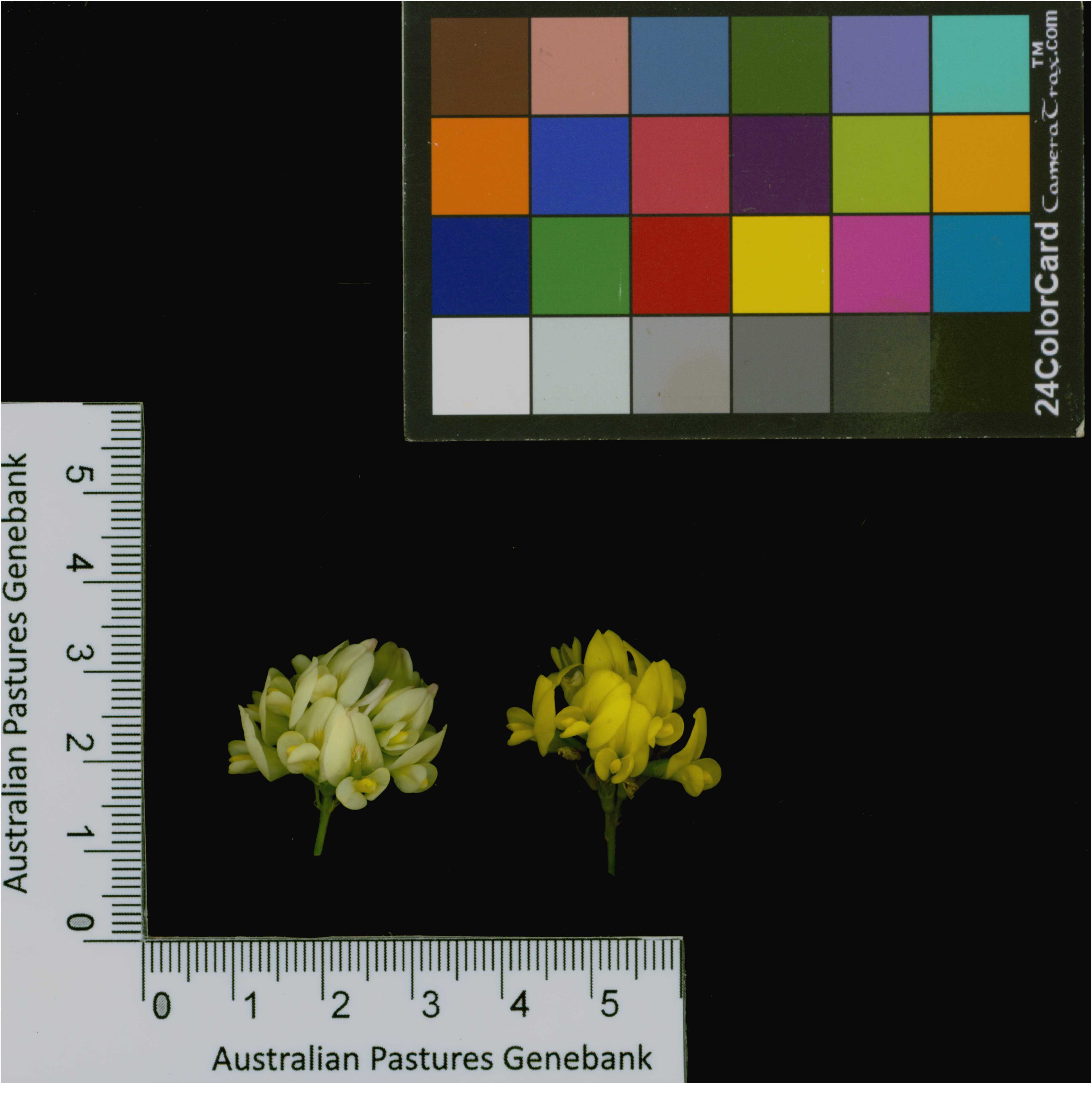 Click for 4 image(s) for this accession. Image