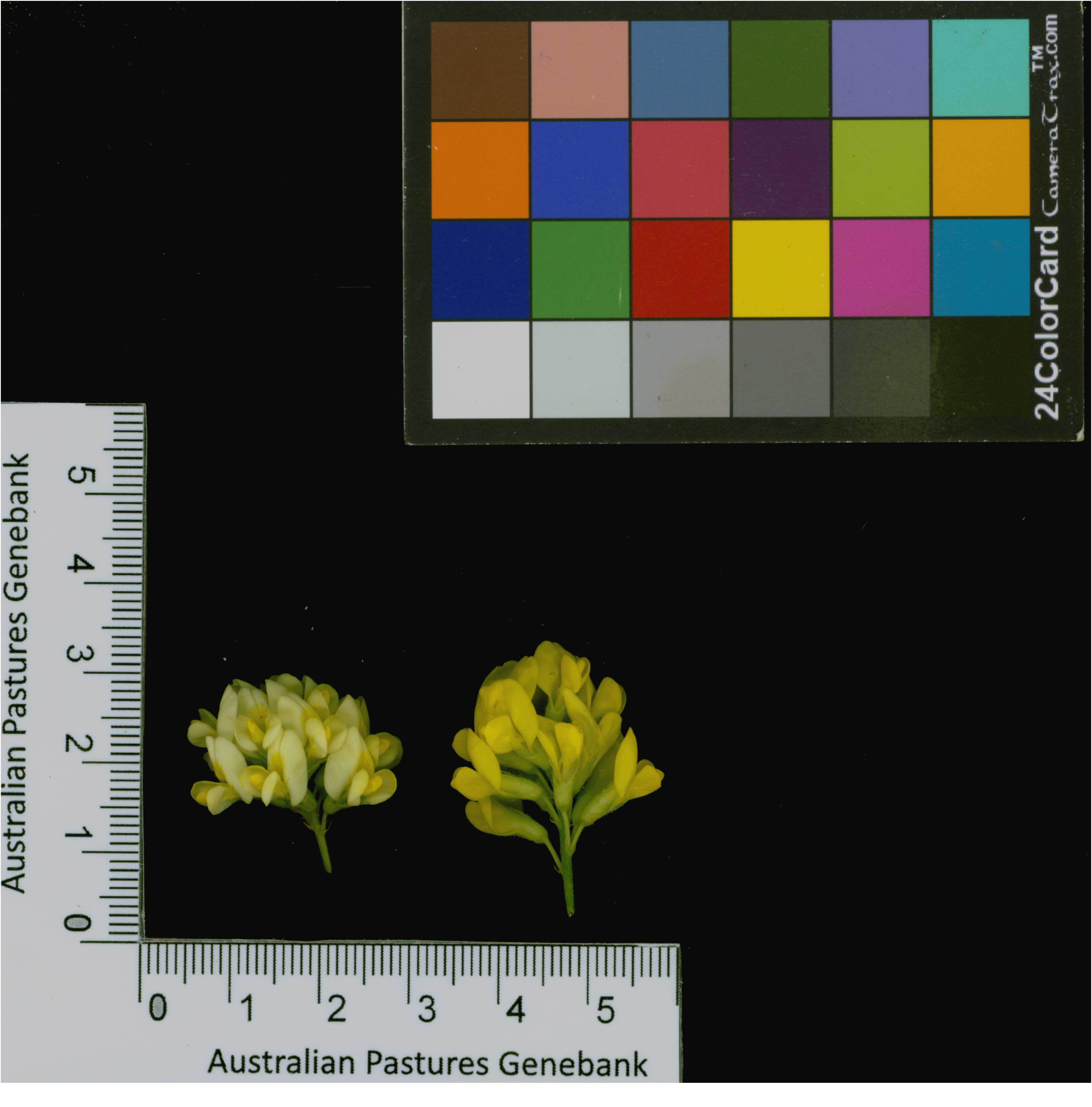 Click for 4 image(s) for this accession. Image