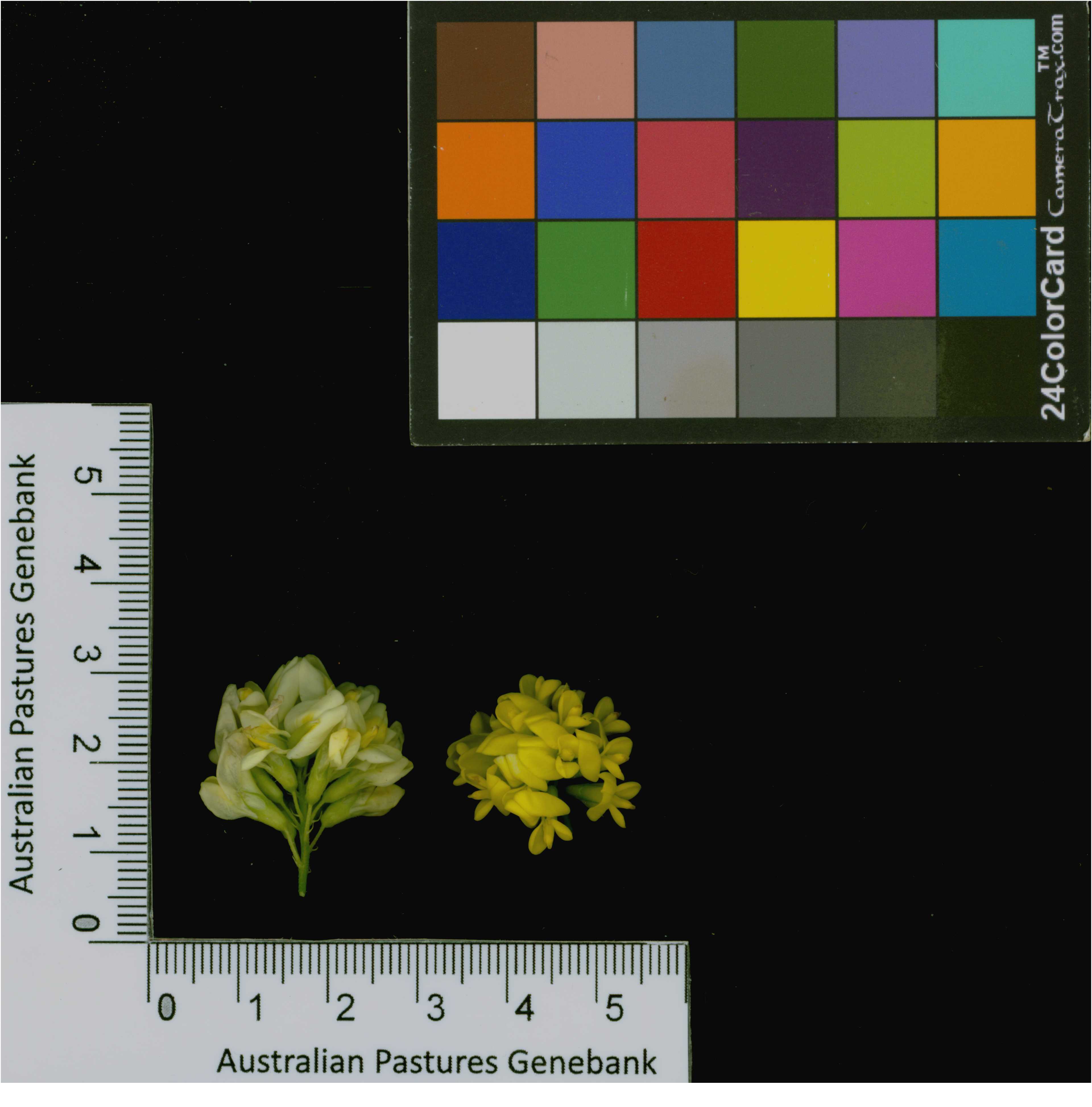 Click for 4 image(s) for this accession. Image