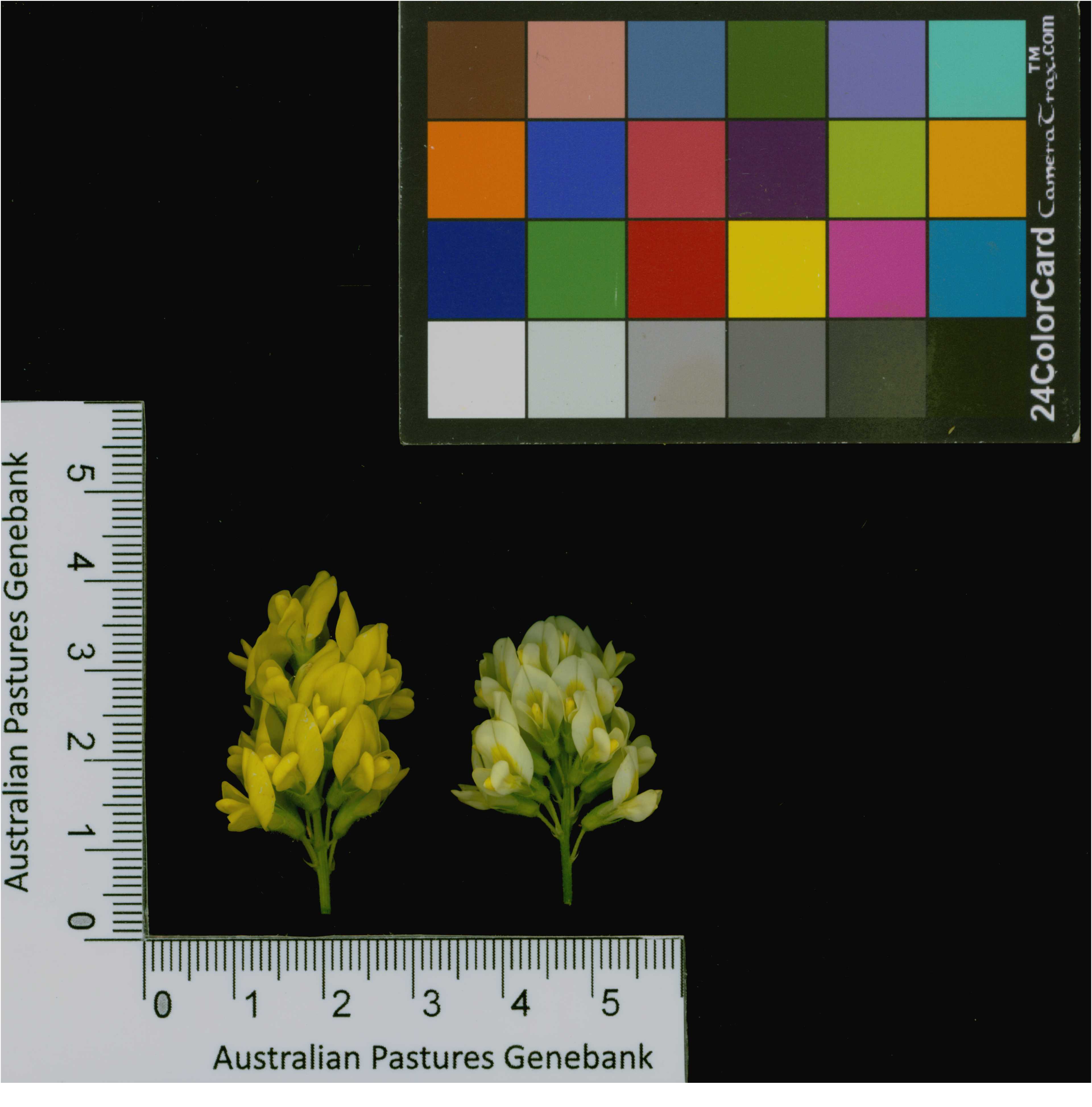 Click for 4 image(s) for this accession. Image