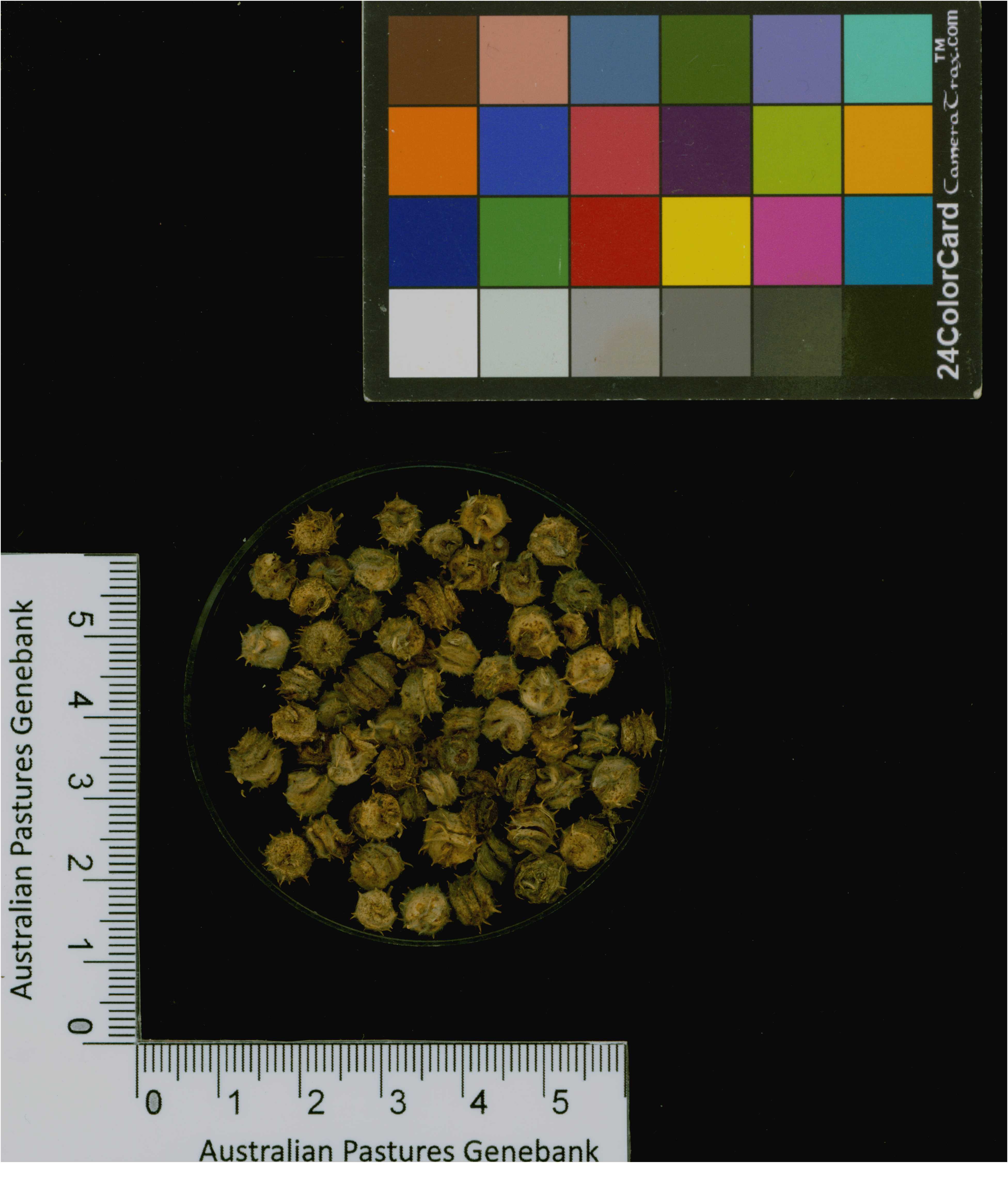 Click for 2 image(s) for this accession. Image