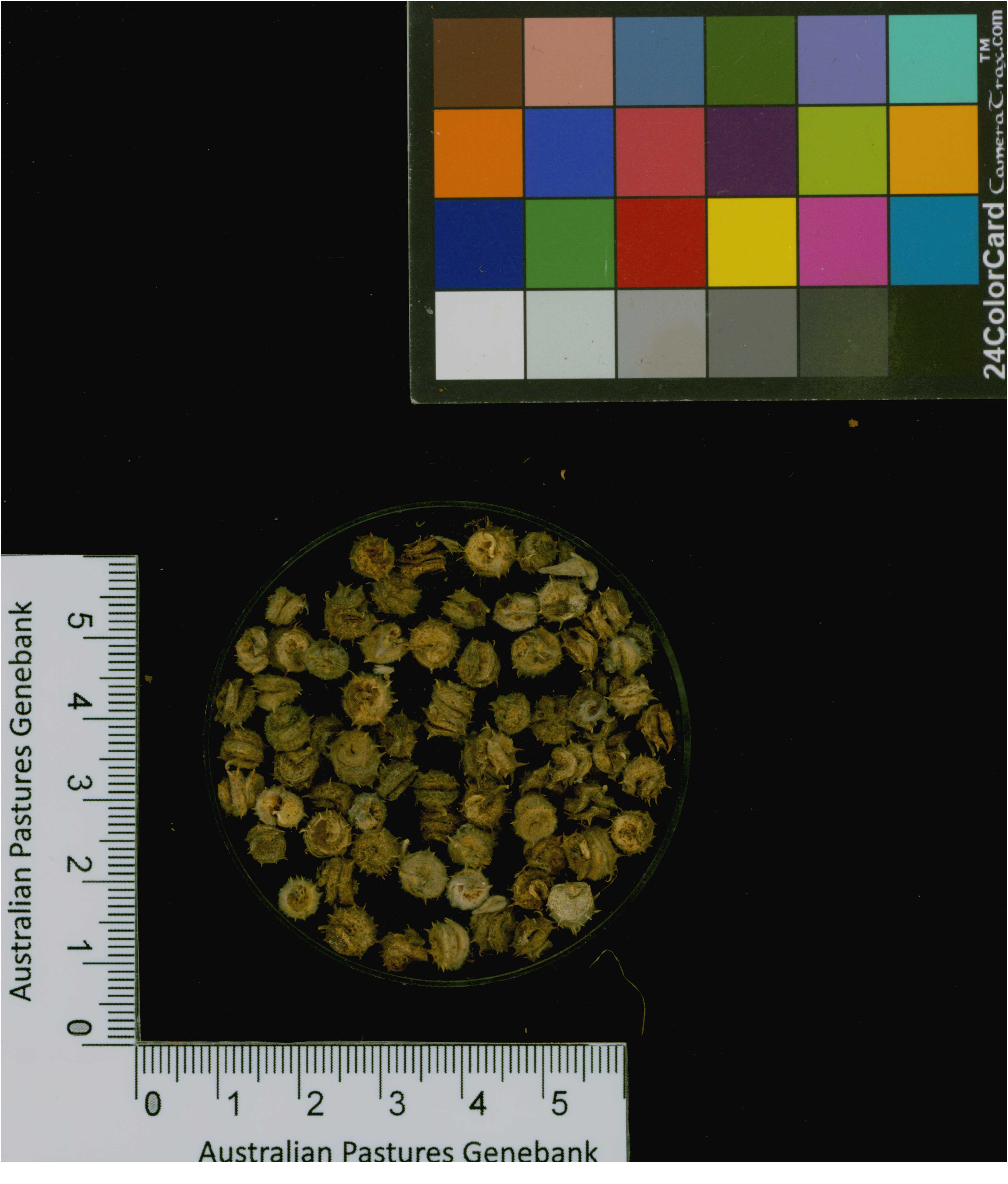 Click for 2 image(s) for this accession. Image