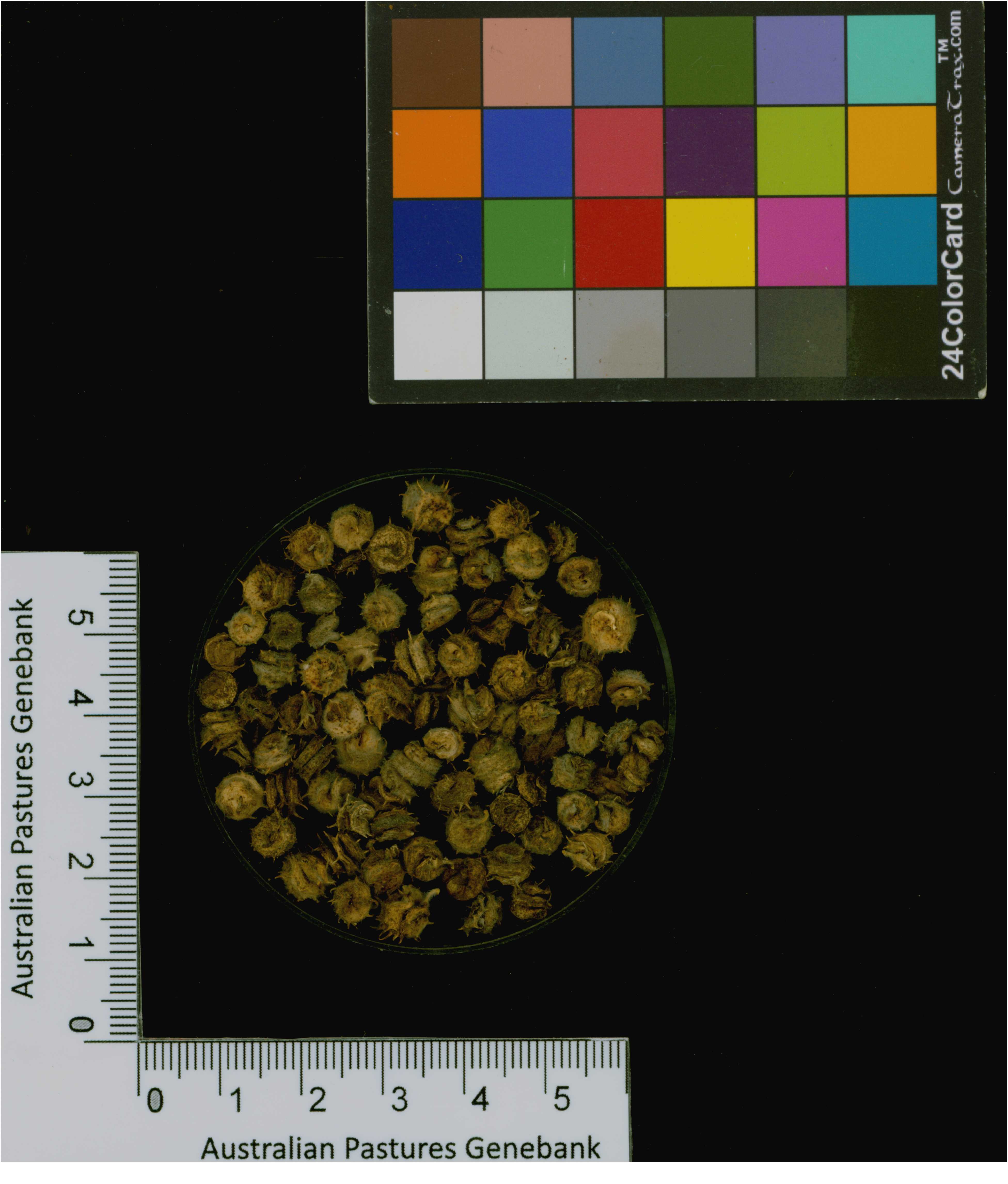 Click for 2 image(s) for this accession. Image