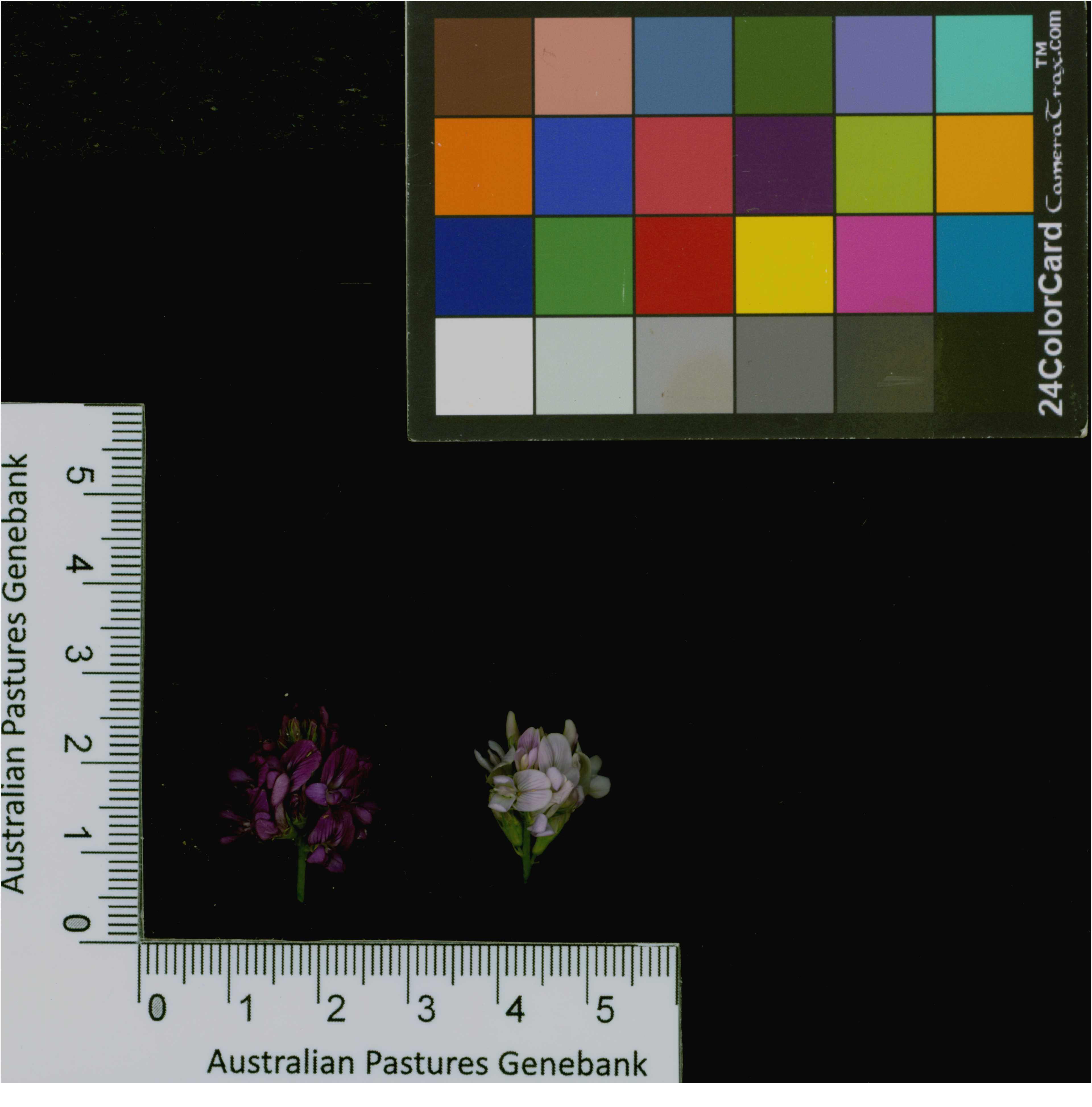 Click for 3 image(s) for this accession. Image