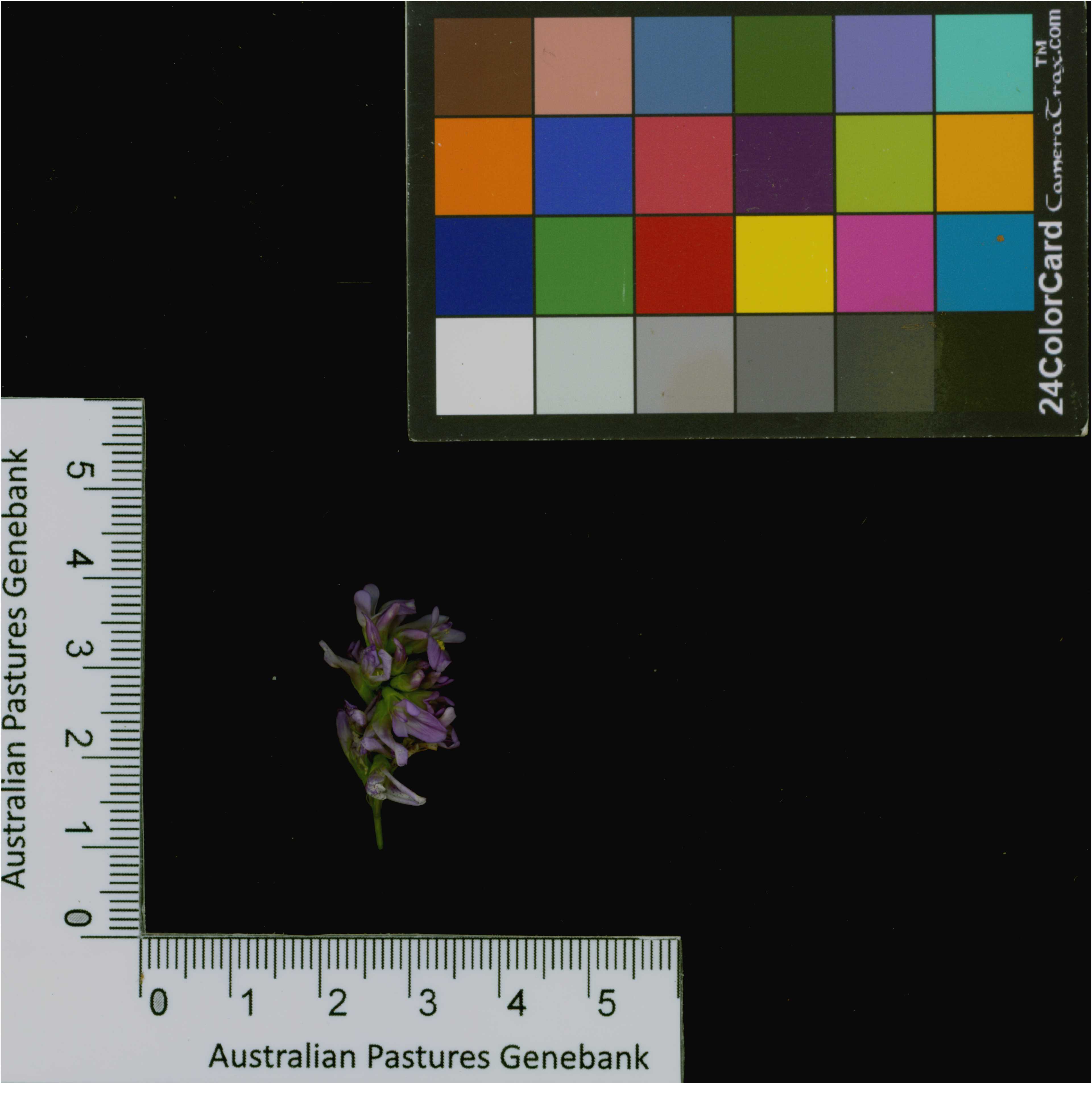 Click for 3 image(s) for this accession. Image