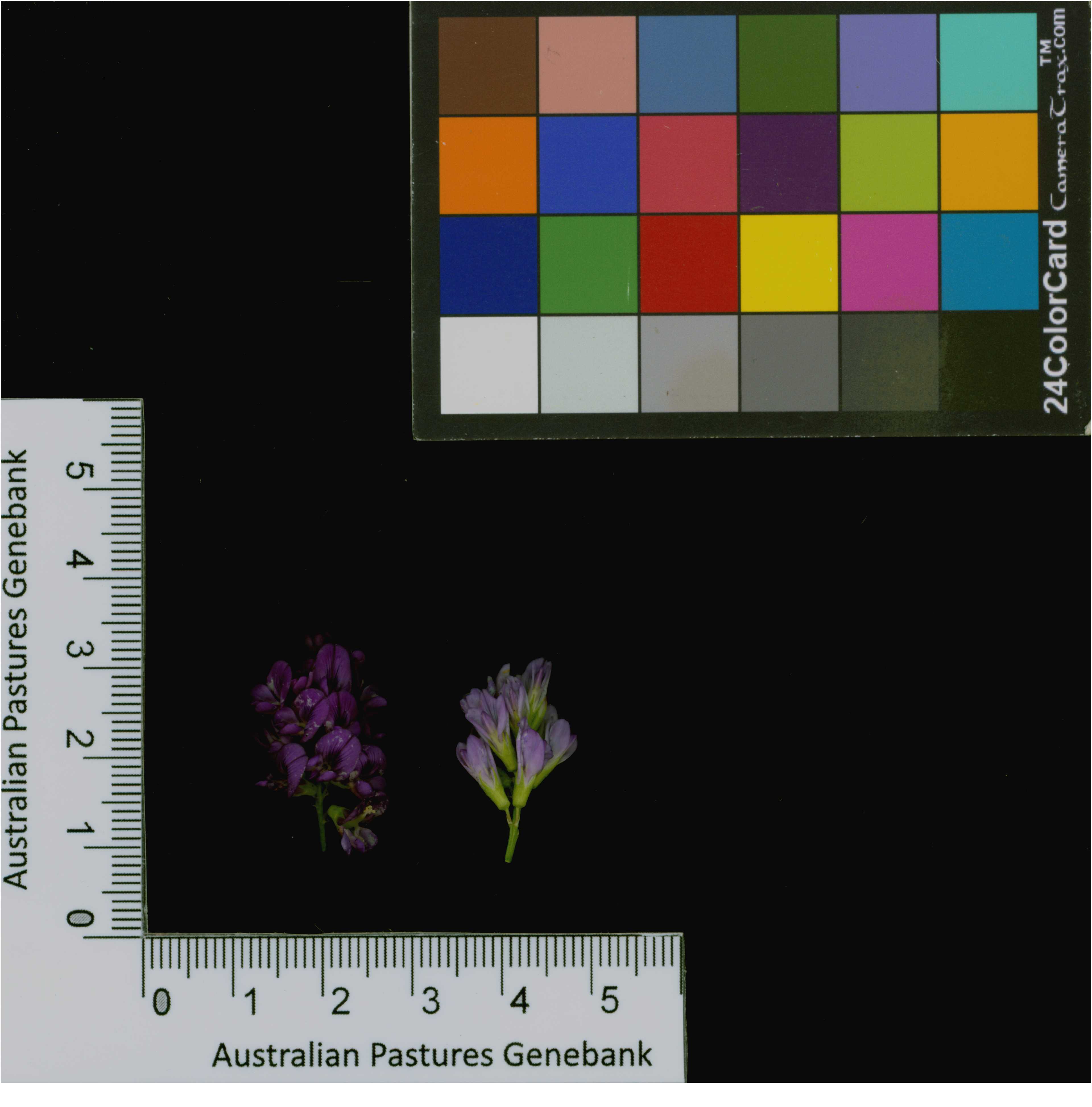 Click for 3 image(s) for this accession. Image