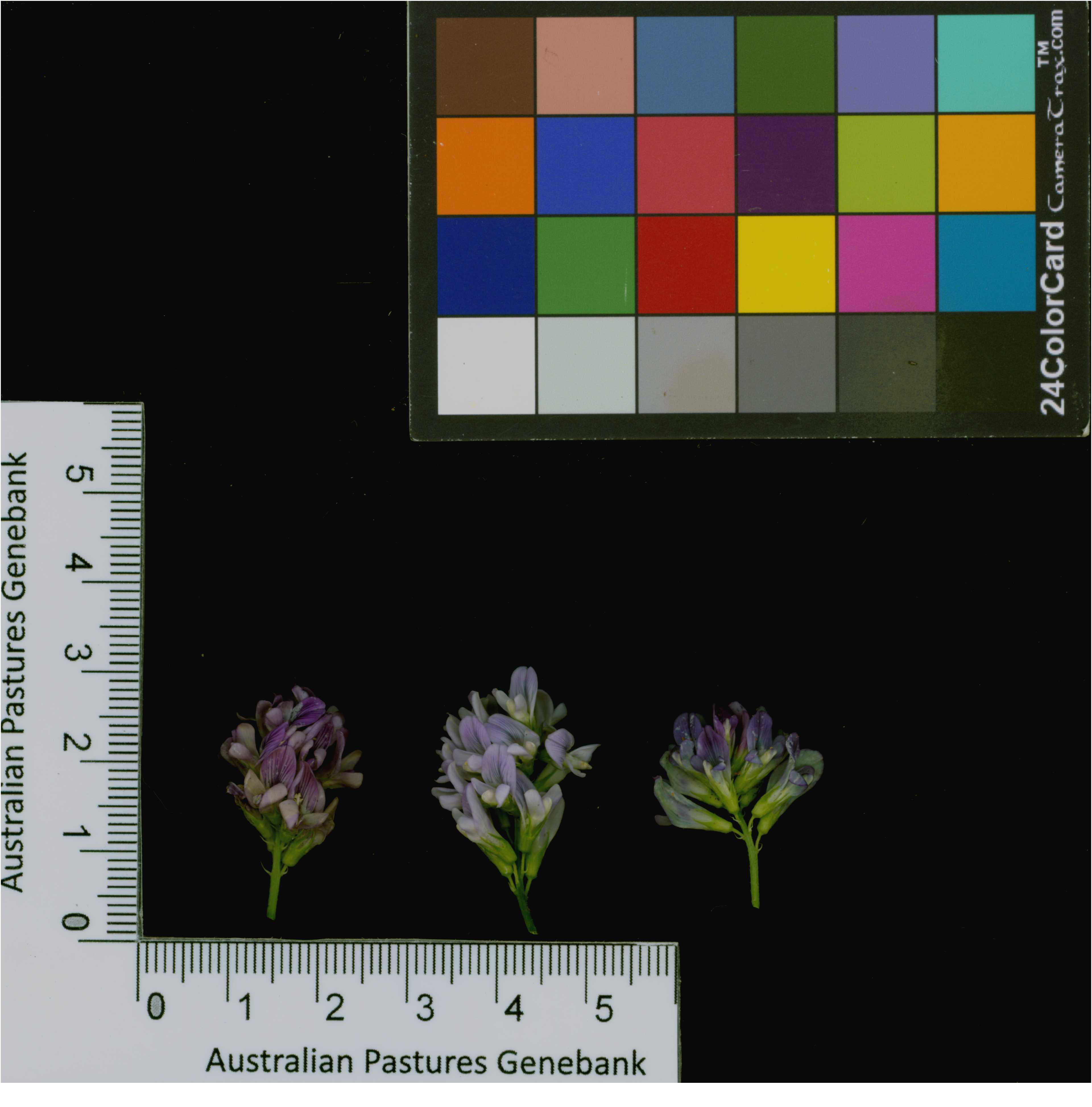 Click for 3 image(s) for this accession. Image