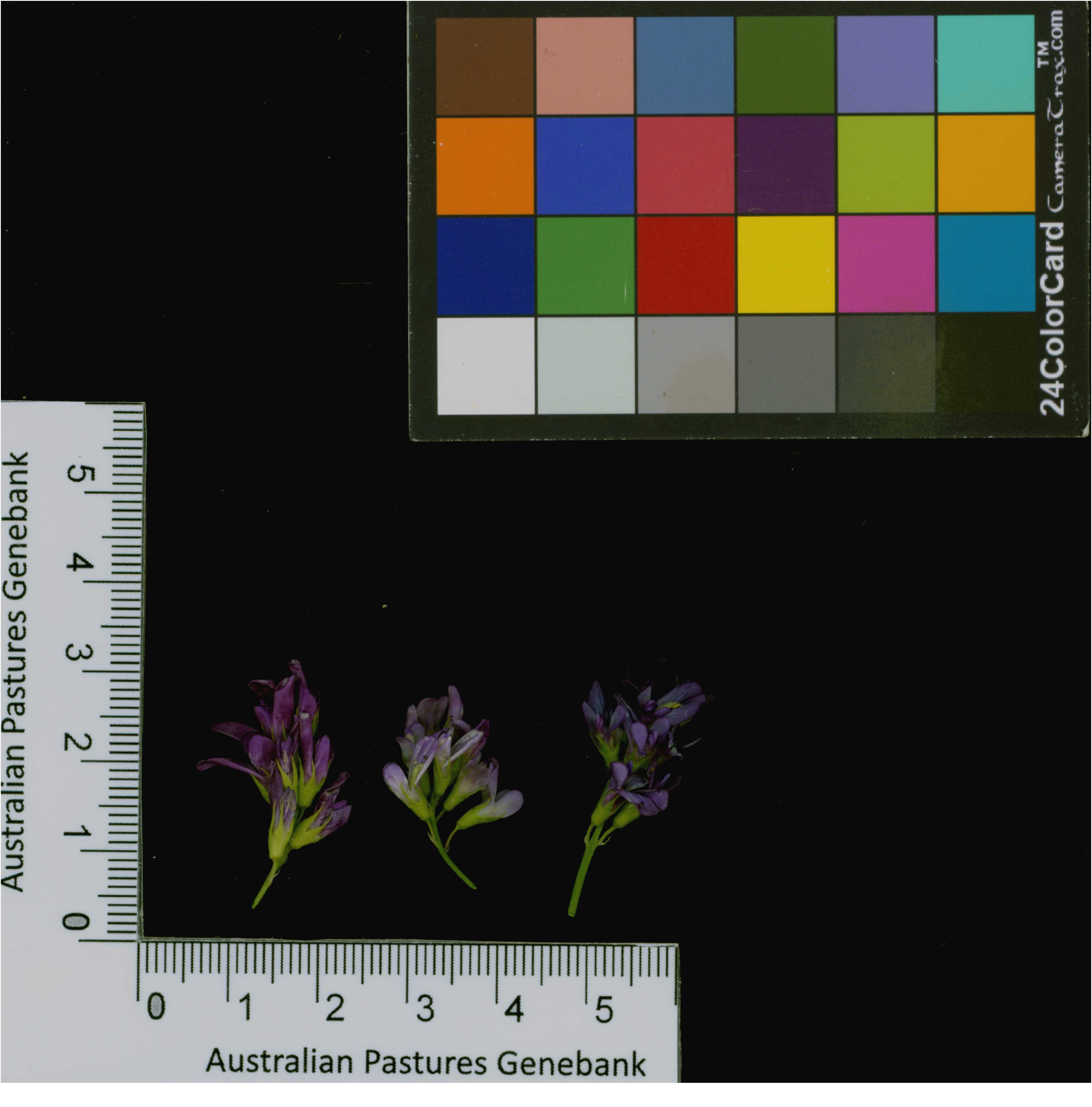 Click for 3 image(s) for this accession. Image